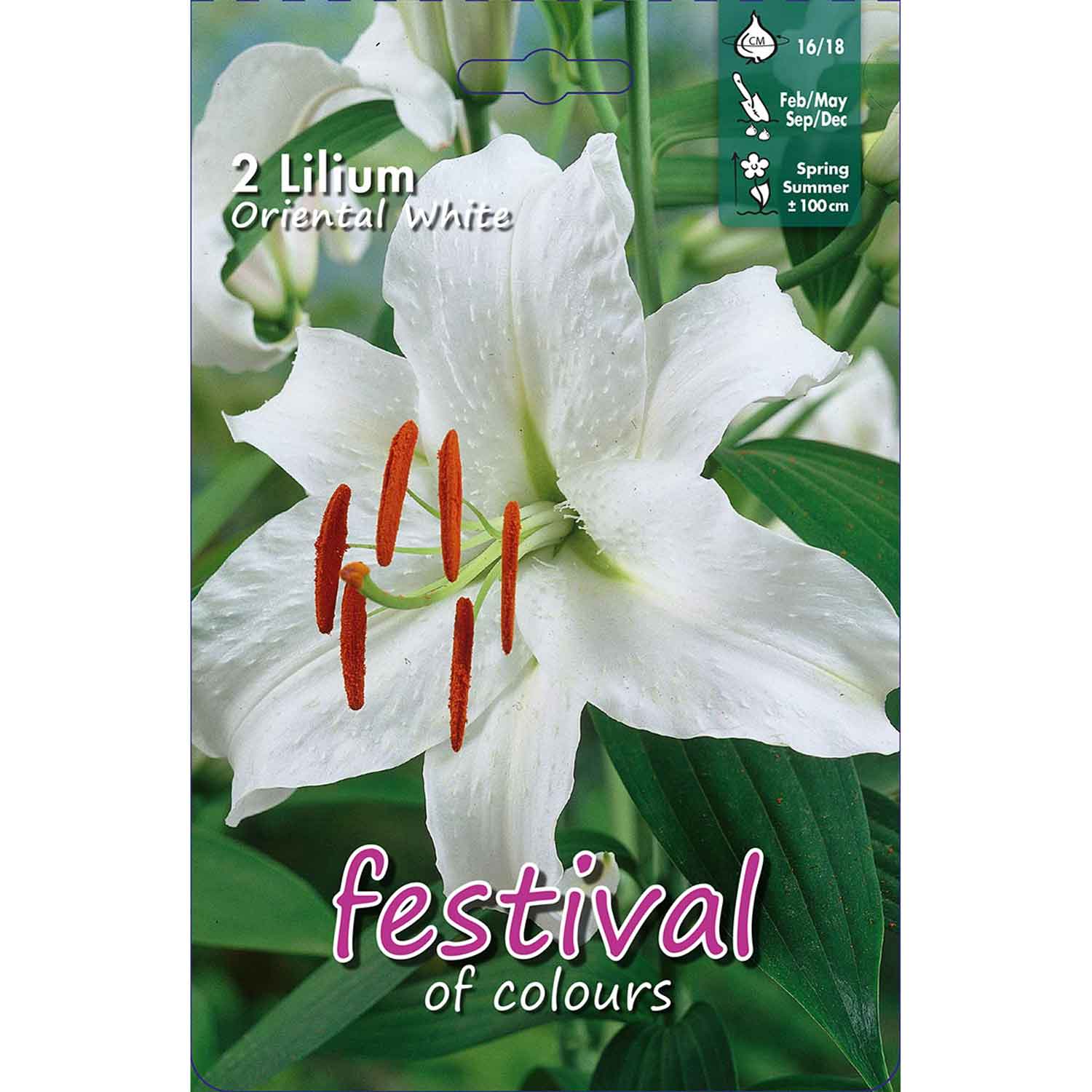 Orientalsk Lilje - Lilium Oriental White - 2 stk- 16/18