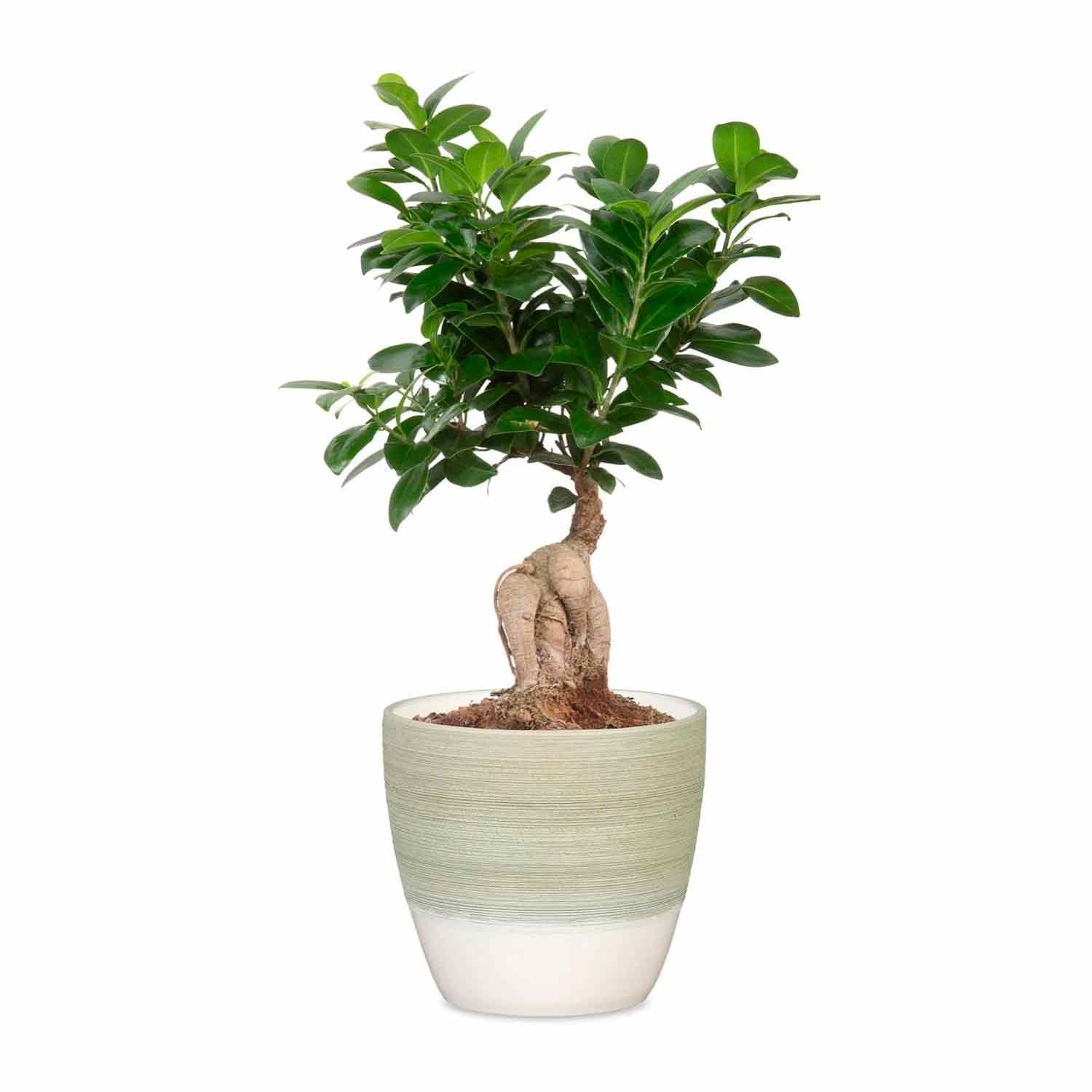 Cover-Pot Matcha Cream 950/16