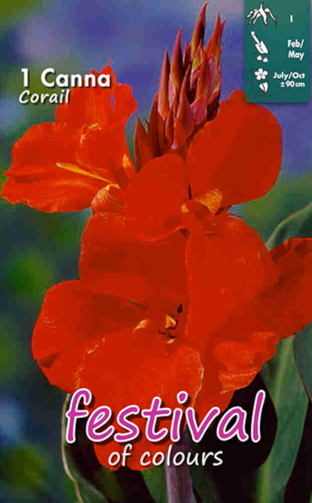Canna Coral (x14x1) I *680130*