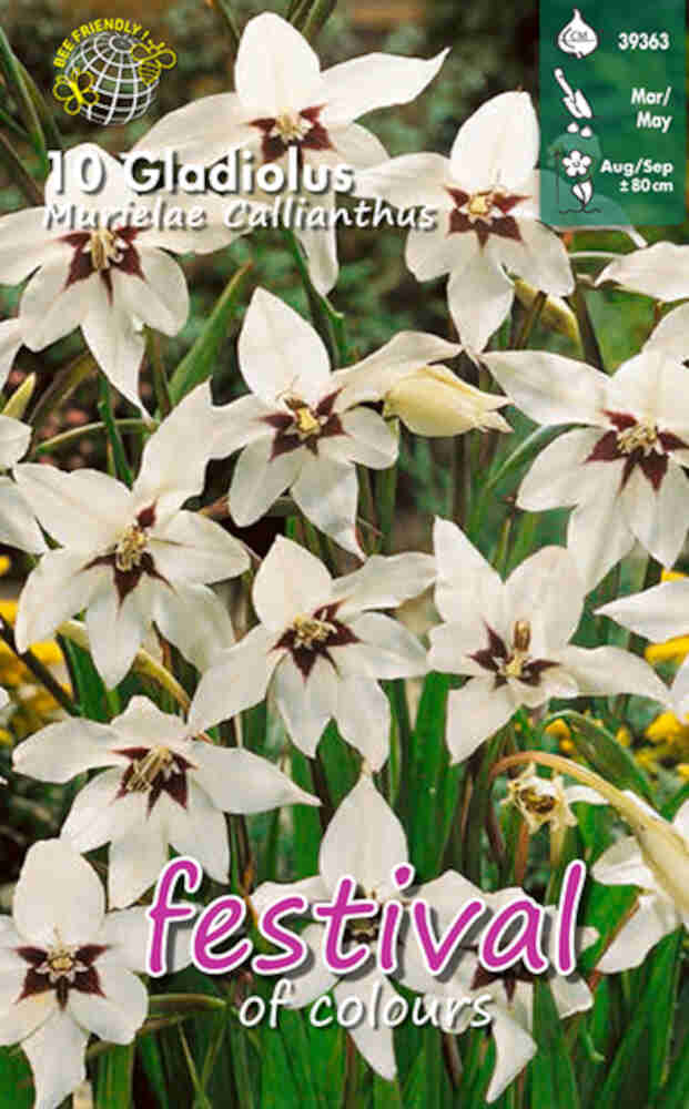 Gladiolus 'Murielae Callianthus' - 10 st. - 8/10