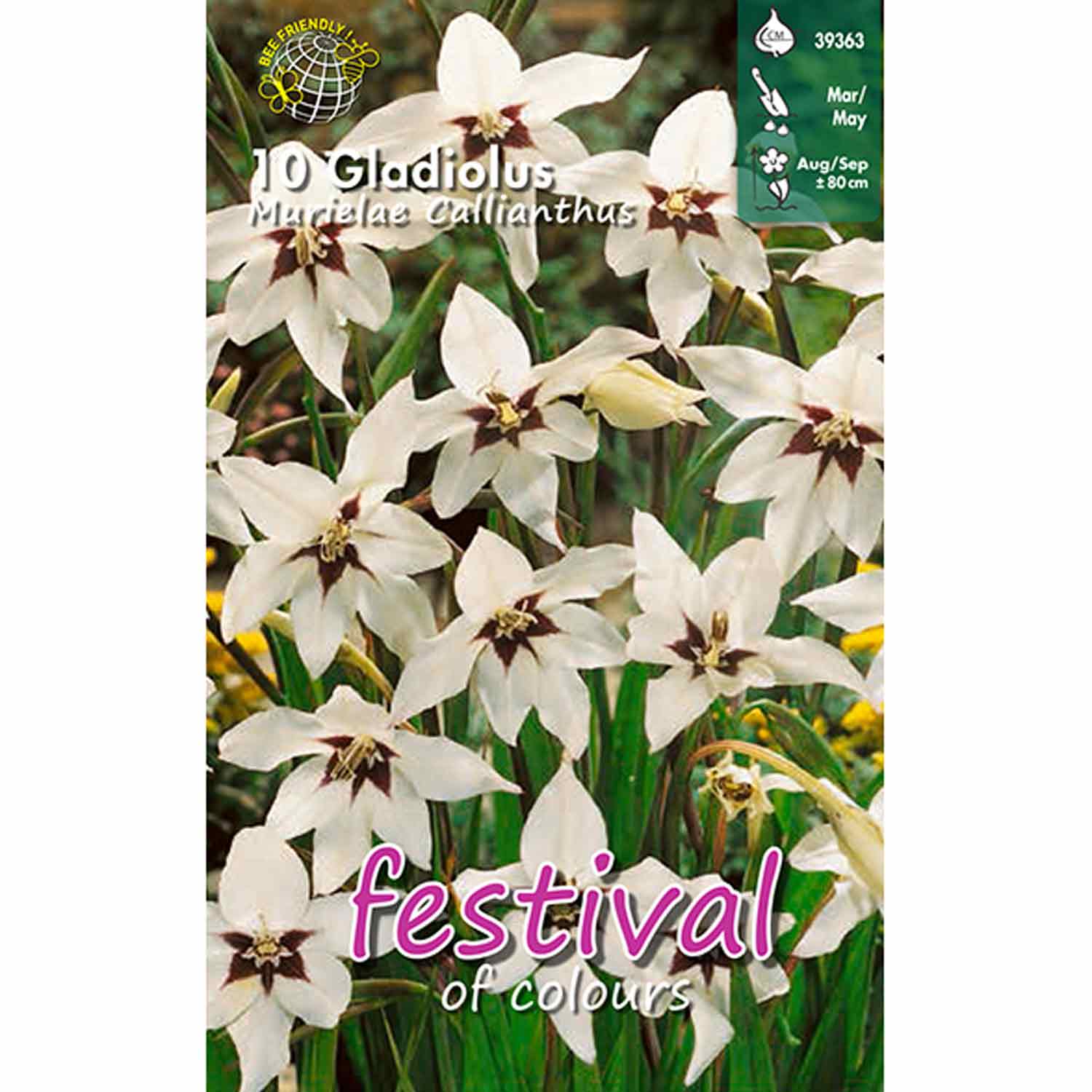 Gladiolus Murielae Callianthus 10stk