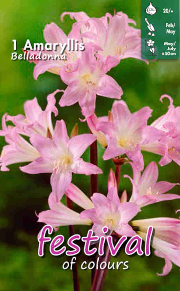 Amaryllis 'Belladonna' - Belladonna lily - 20/+