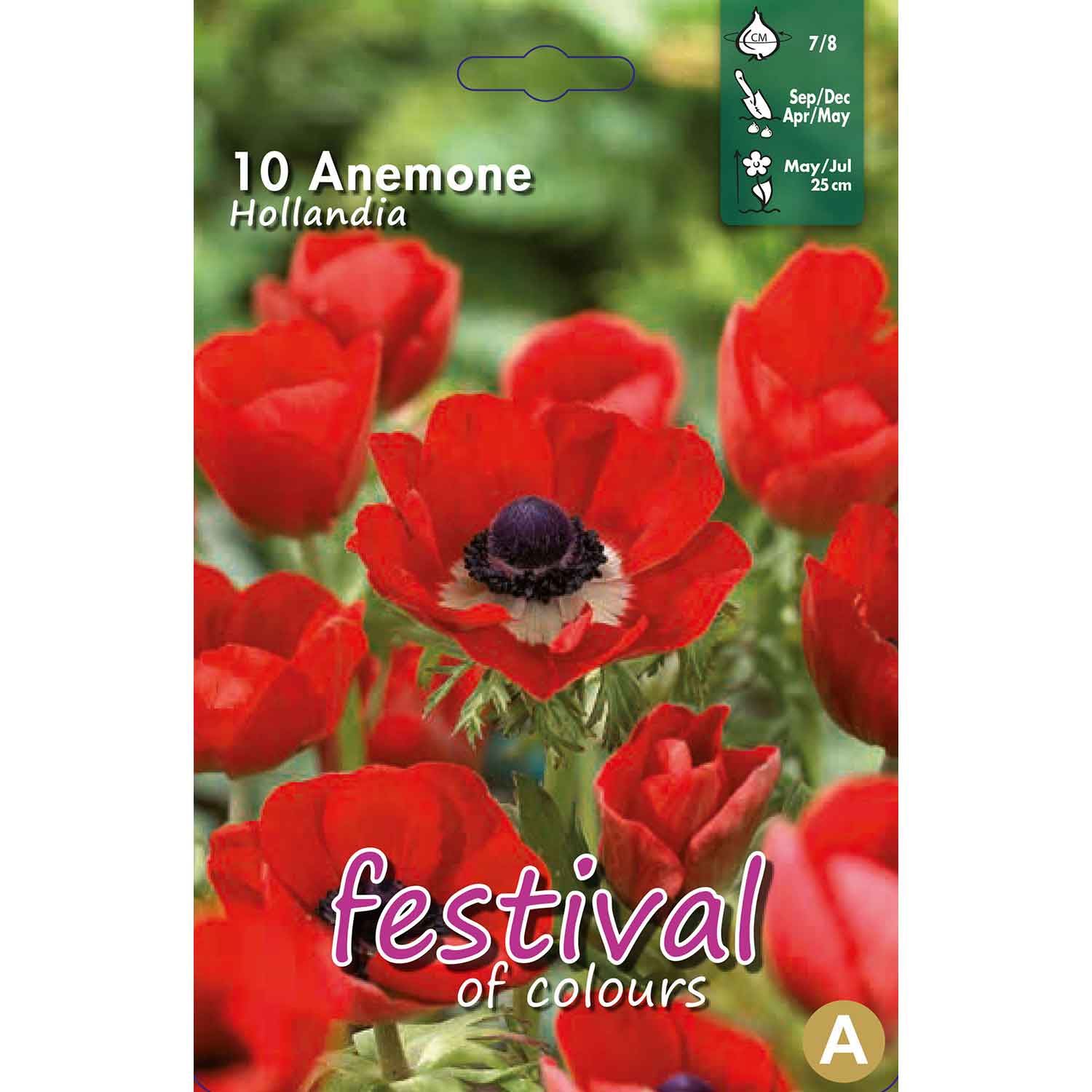 Anemone Hollandia - 10 pcs - 7/8