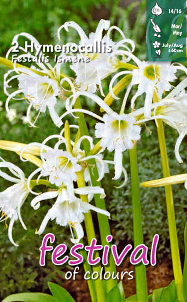 Hymenocallis Festalis - Ismene - 2 pcs. - 14/16