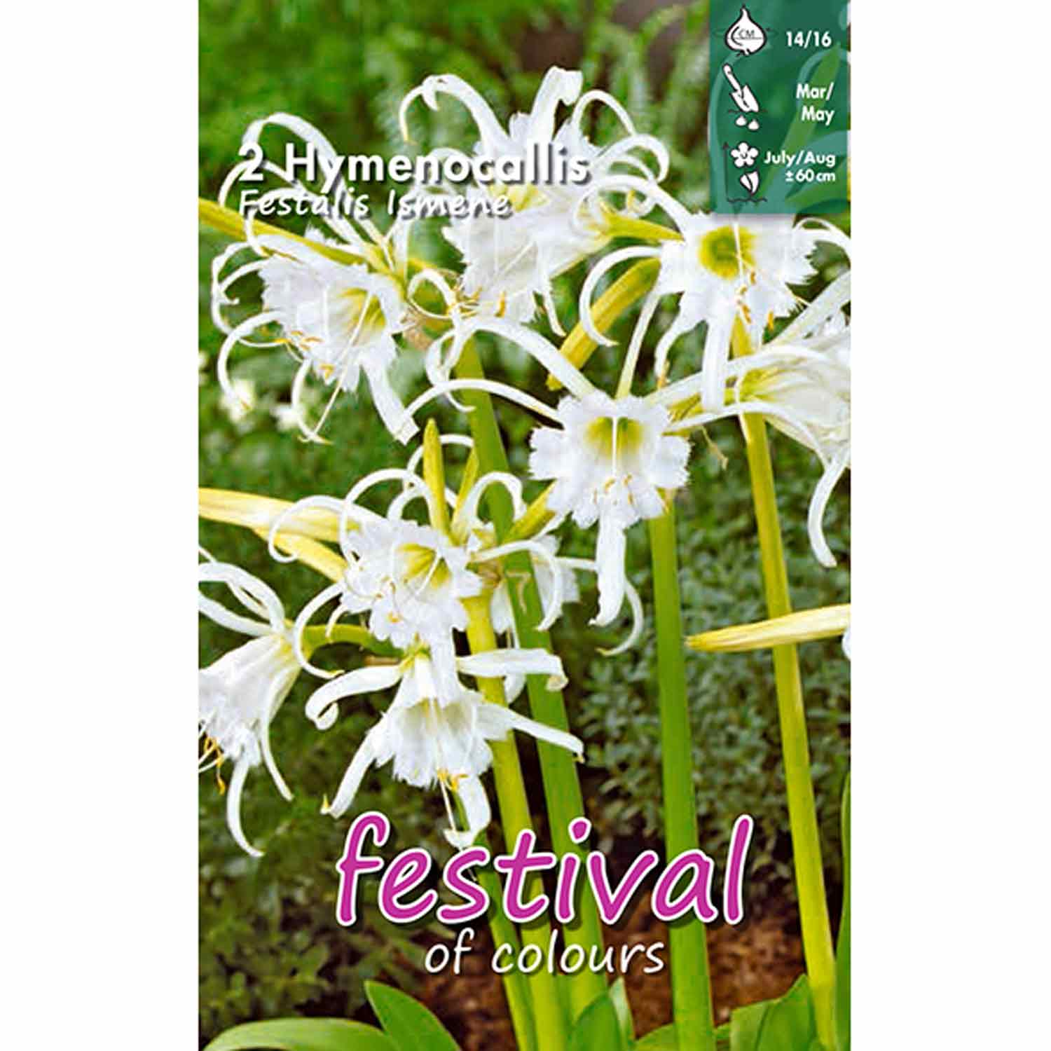 Hymenocallis Festalis 2stk