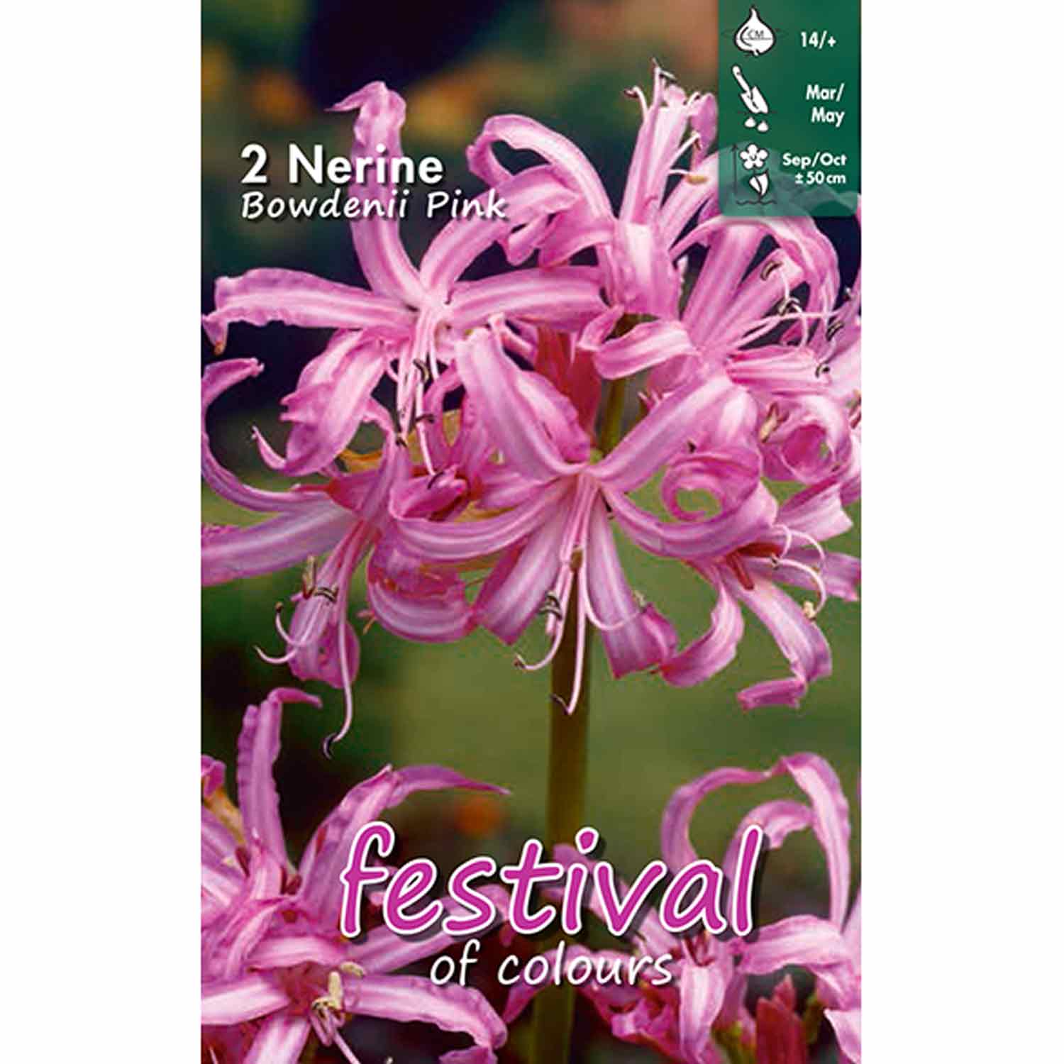 Nerine Pink Bowdenii - 2 pcs. - 12/14