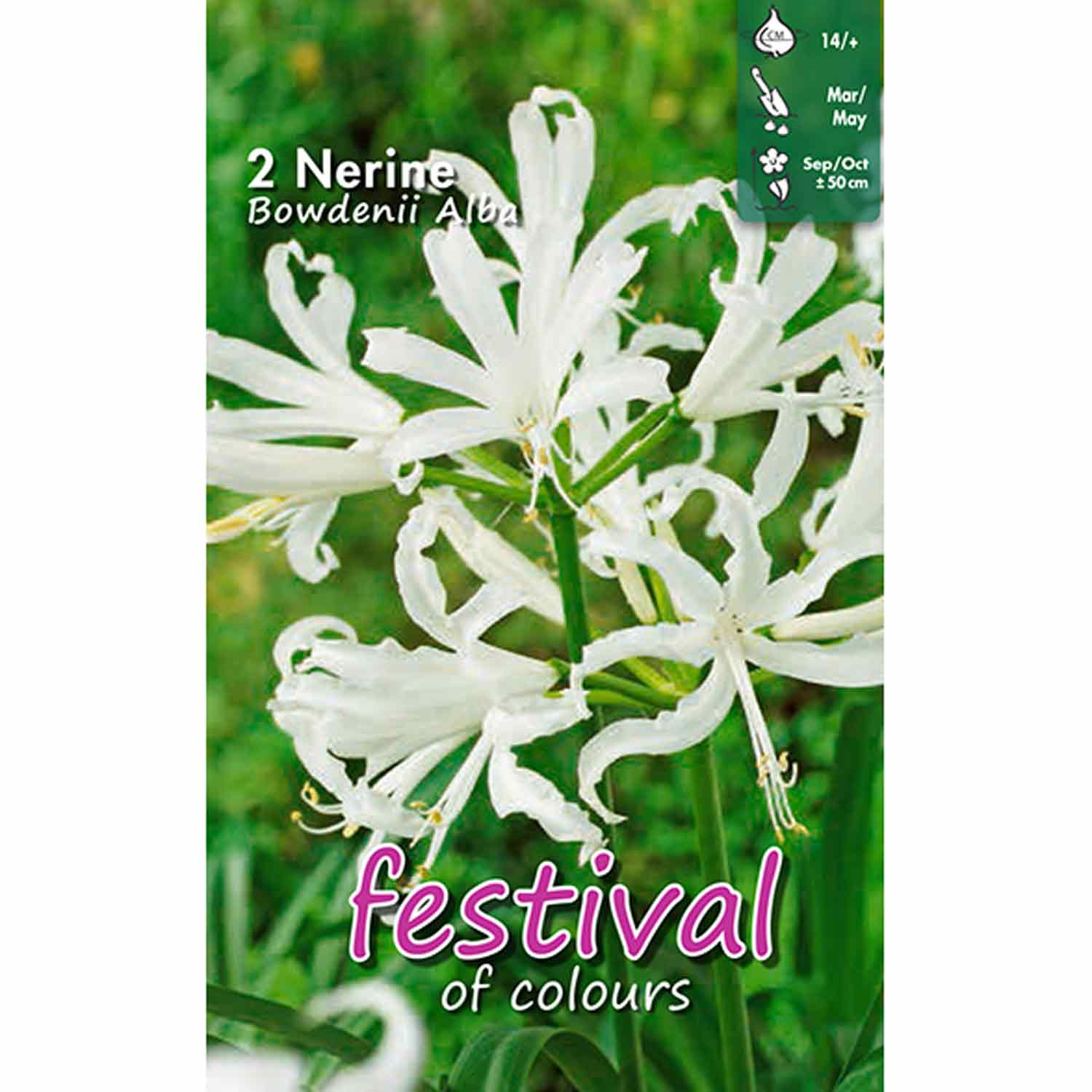 Nerine Alba Bowdenii - 2 pcs - 12/14