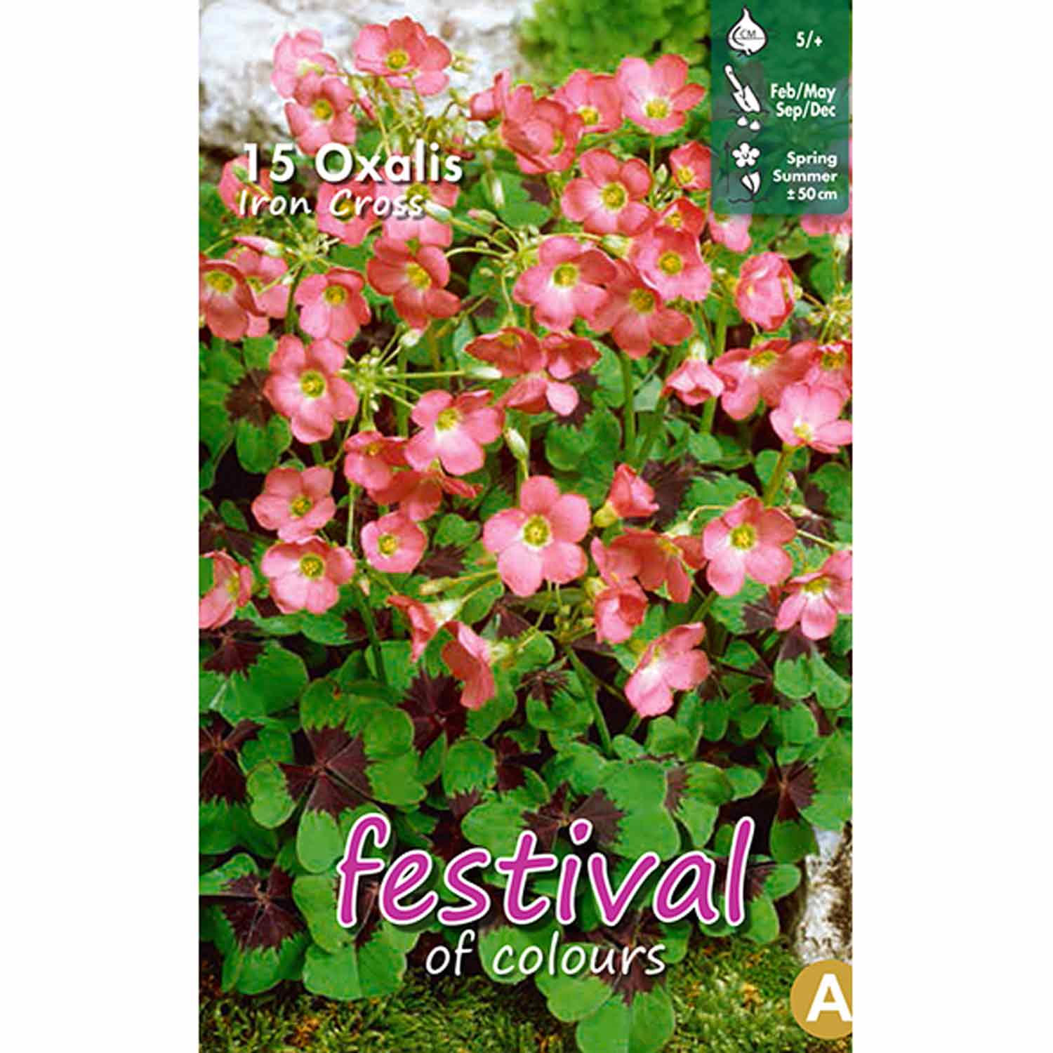 Oxalis Iron Cross 5/+ 10stk