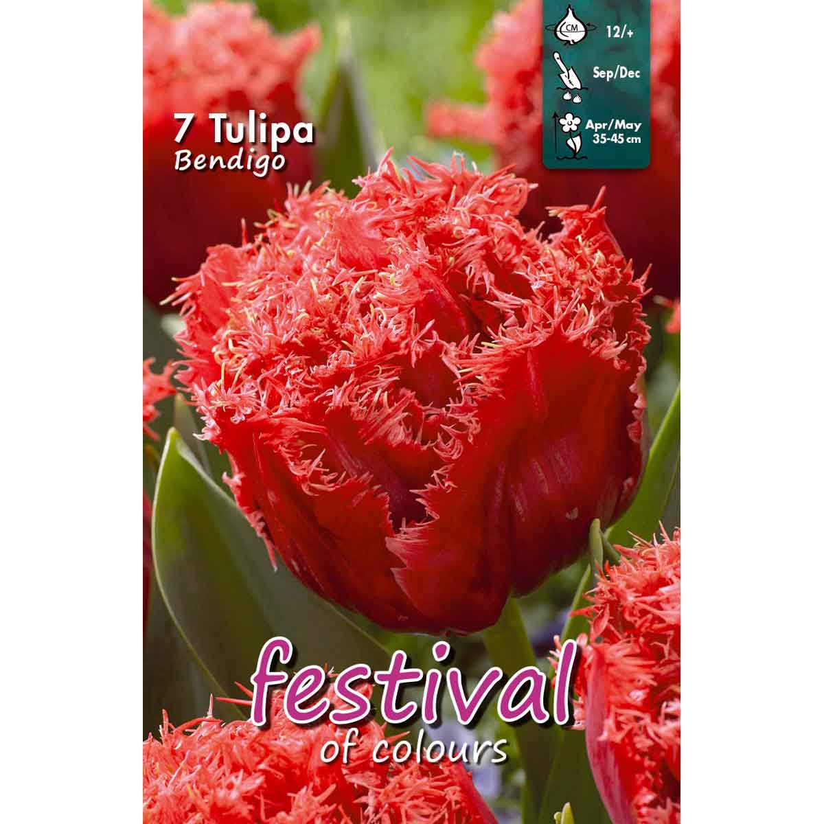Tulips Bendigo 12/+, 7stk