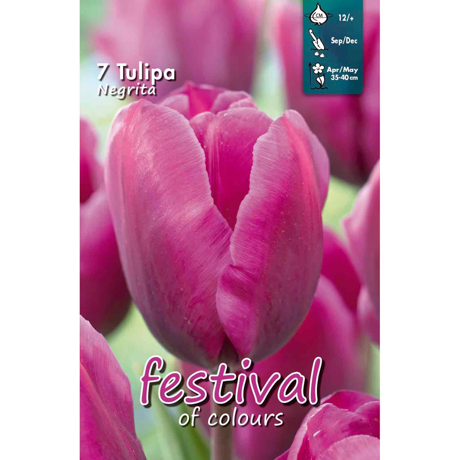 Tulipa Negrita 12/+ 7stk