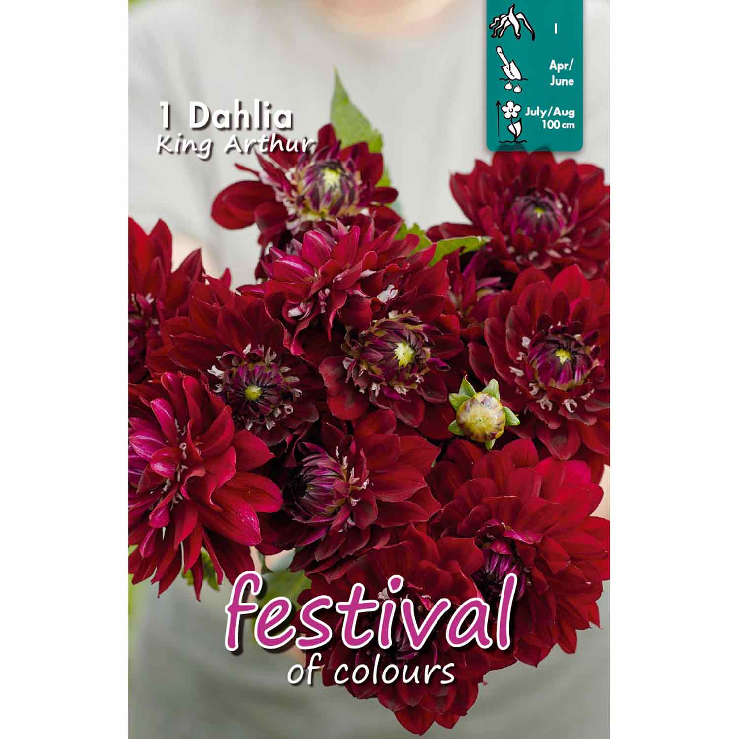 Dahlia King Arthur Decorative