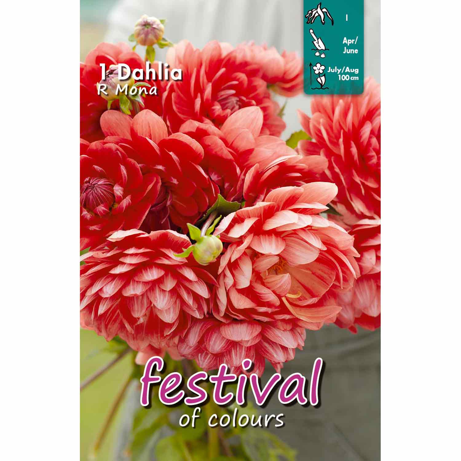 Dahlia R Mona Decorative