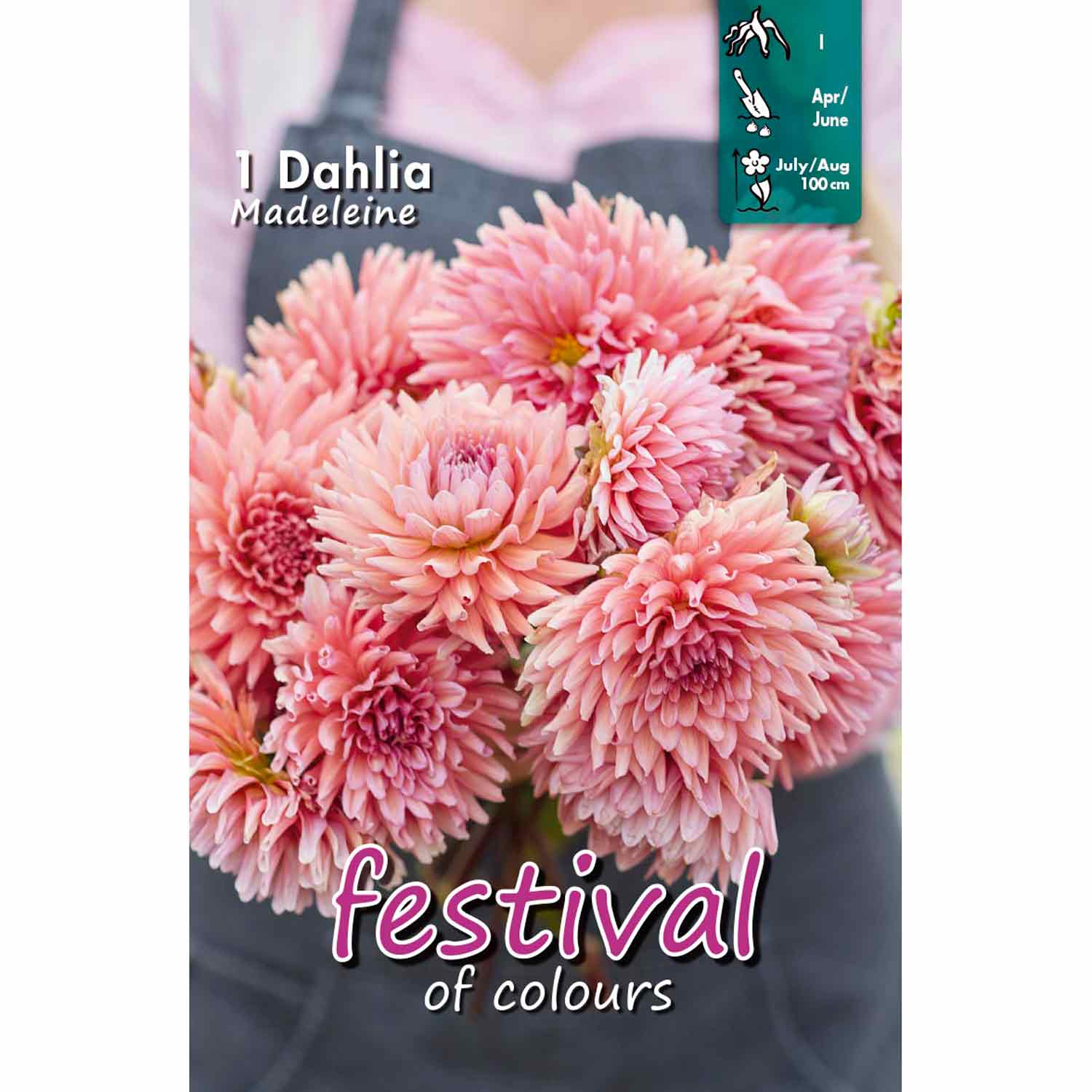 Dahlia Madeleine Cactus