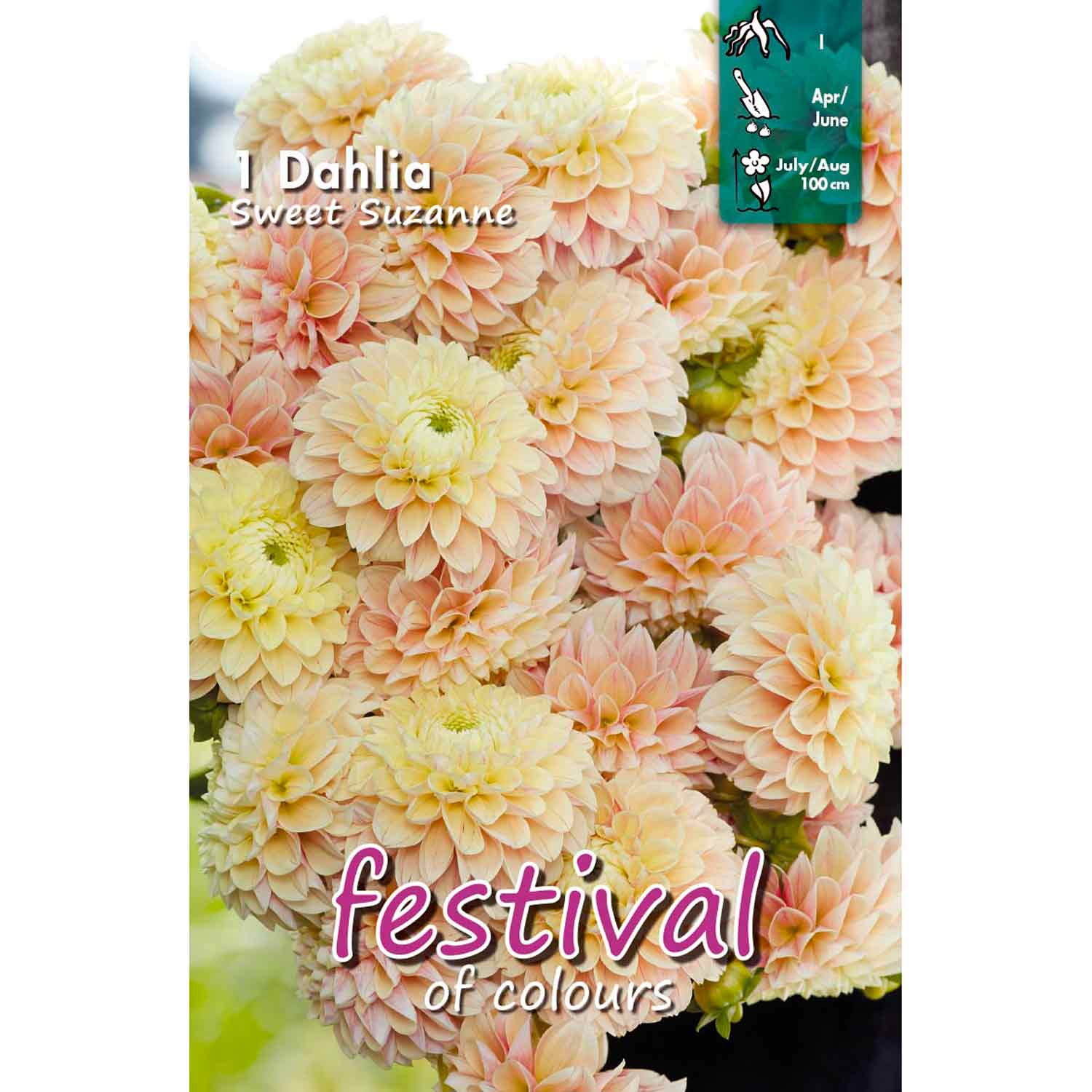 Dahlia Sweet Suzanne Ball