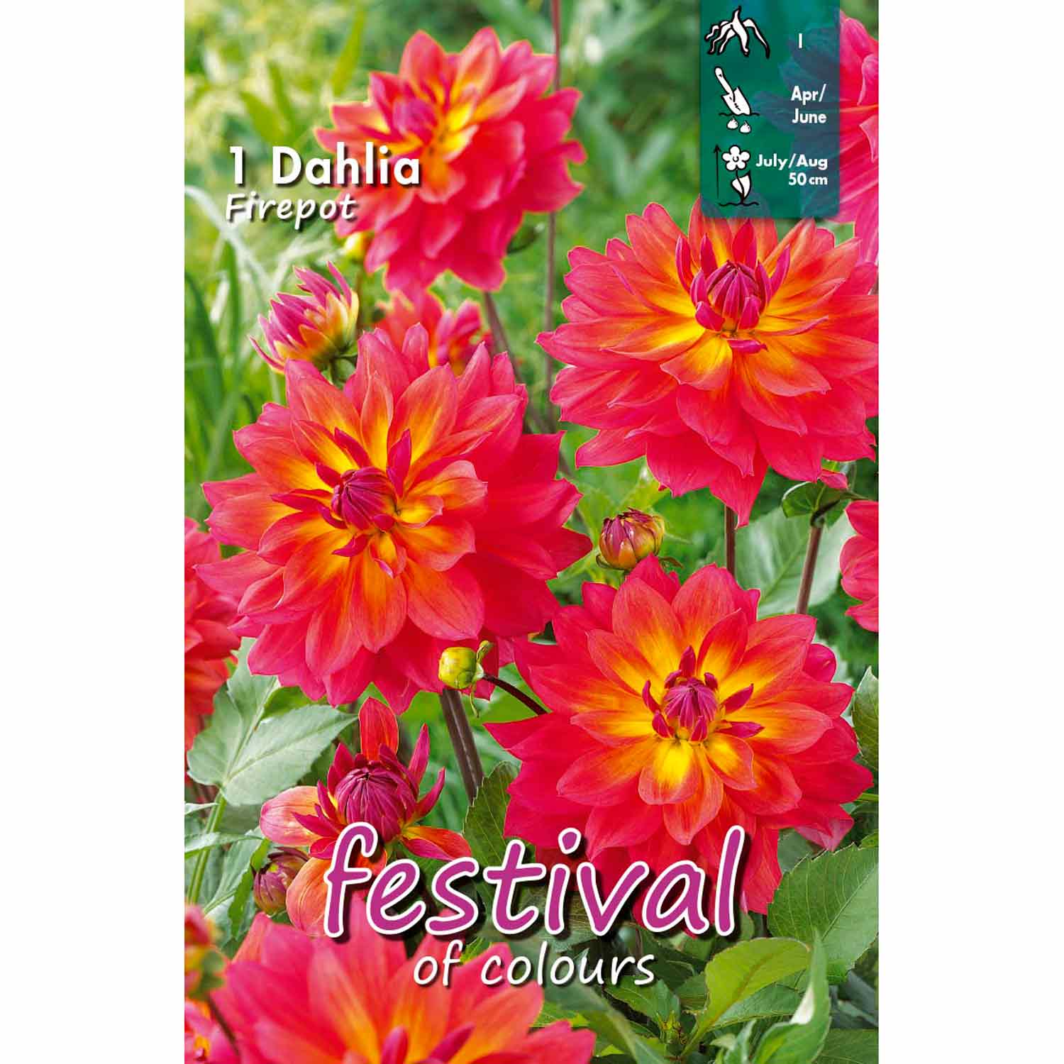 Dahlia Firepot Decorative