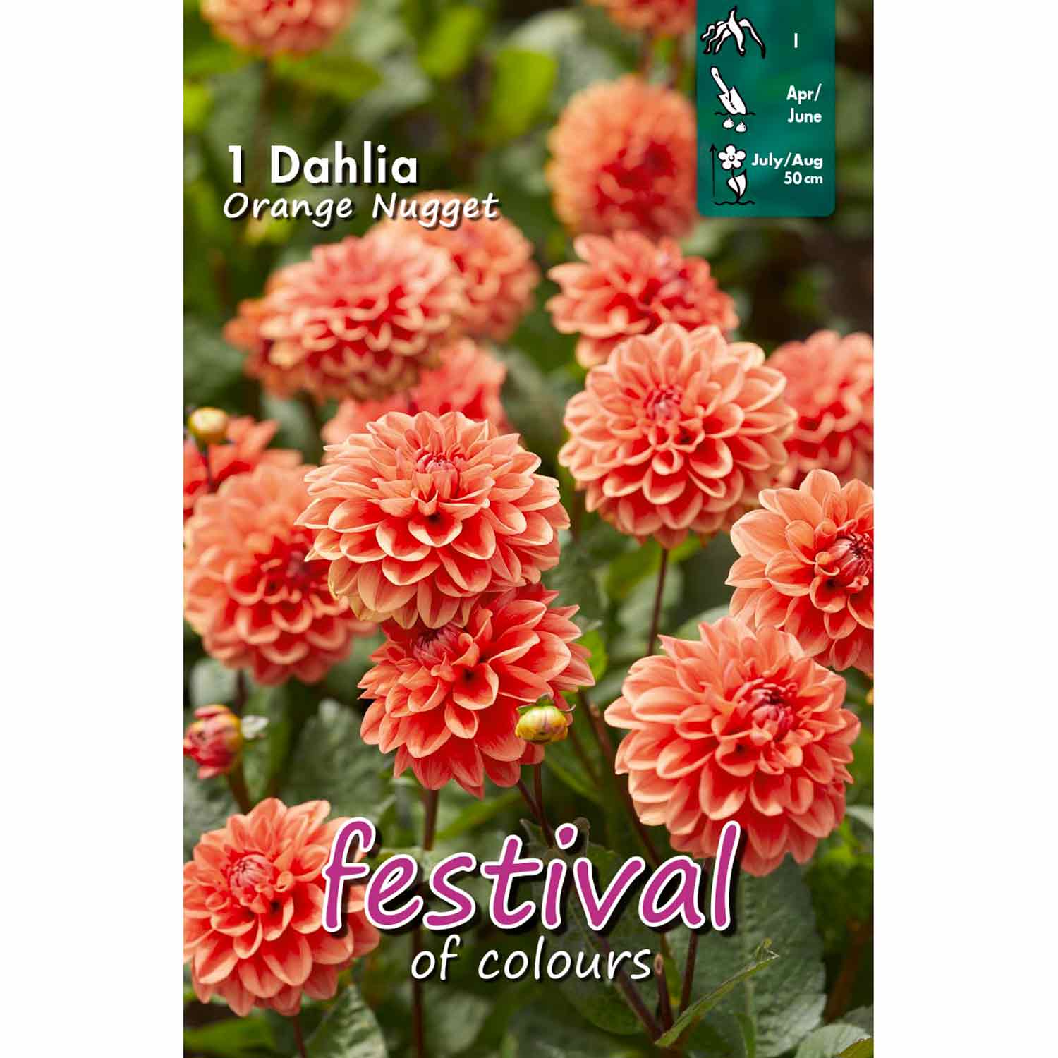 Dahlia Orange Nugget Decorative