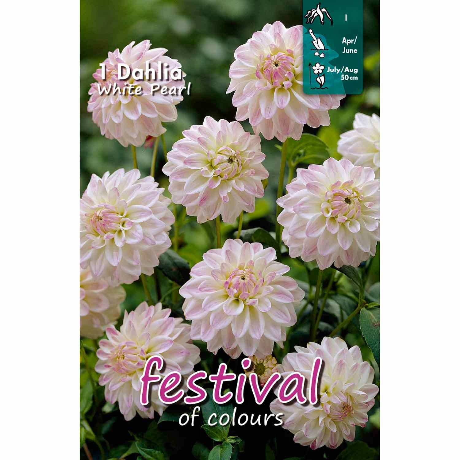 Dahlia White Pearl Decorative