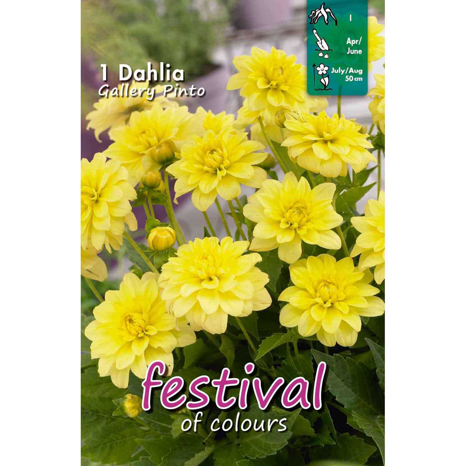 Dahlia Gallery Pinto Decorative