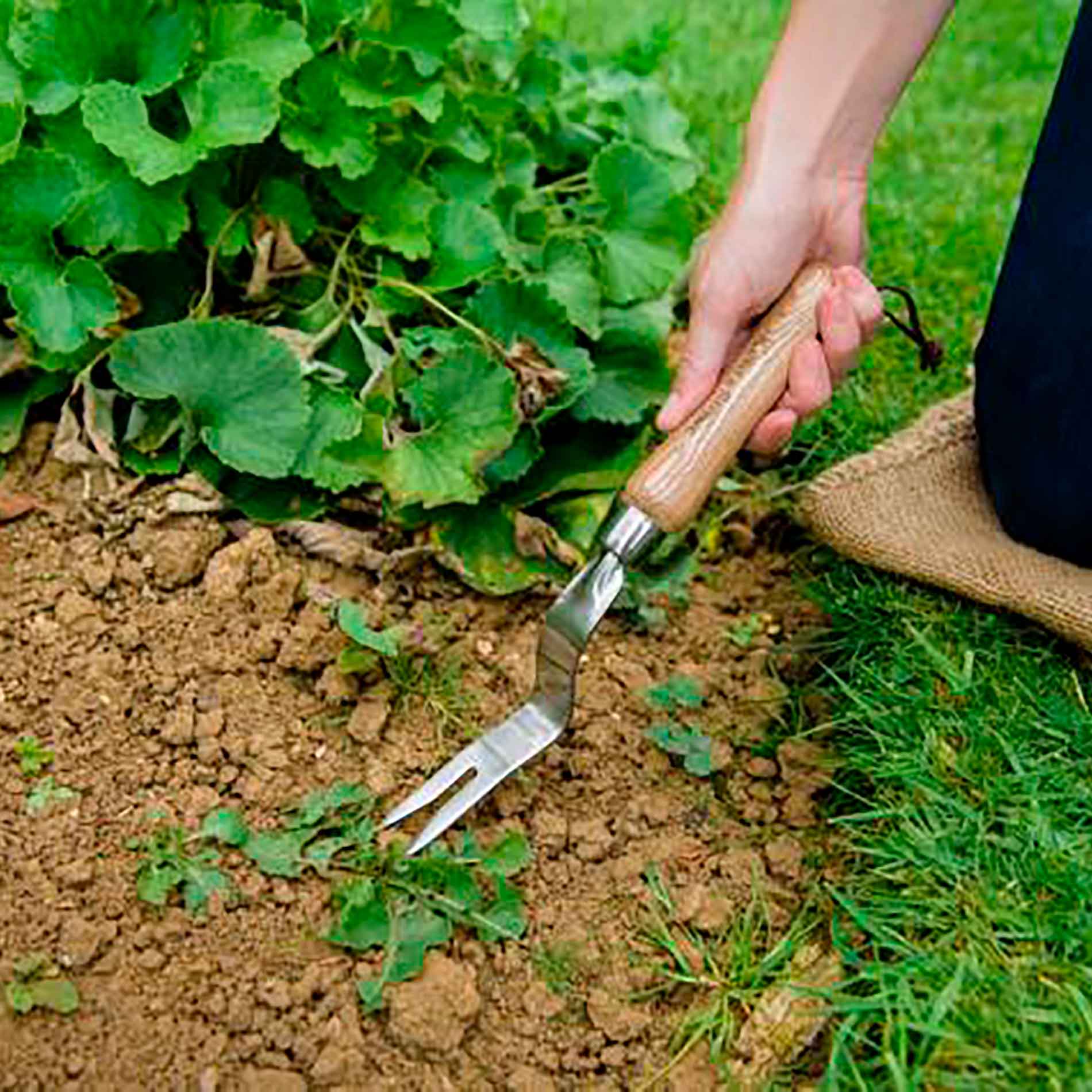KS SS Hand Daisy Cultivator