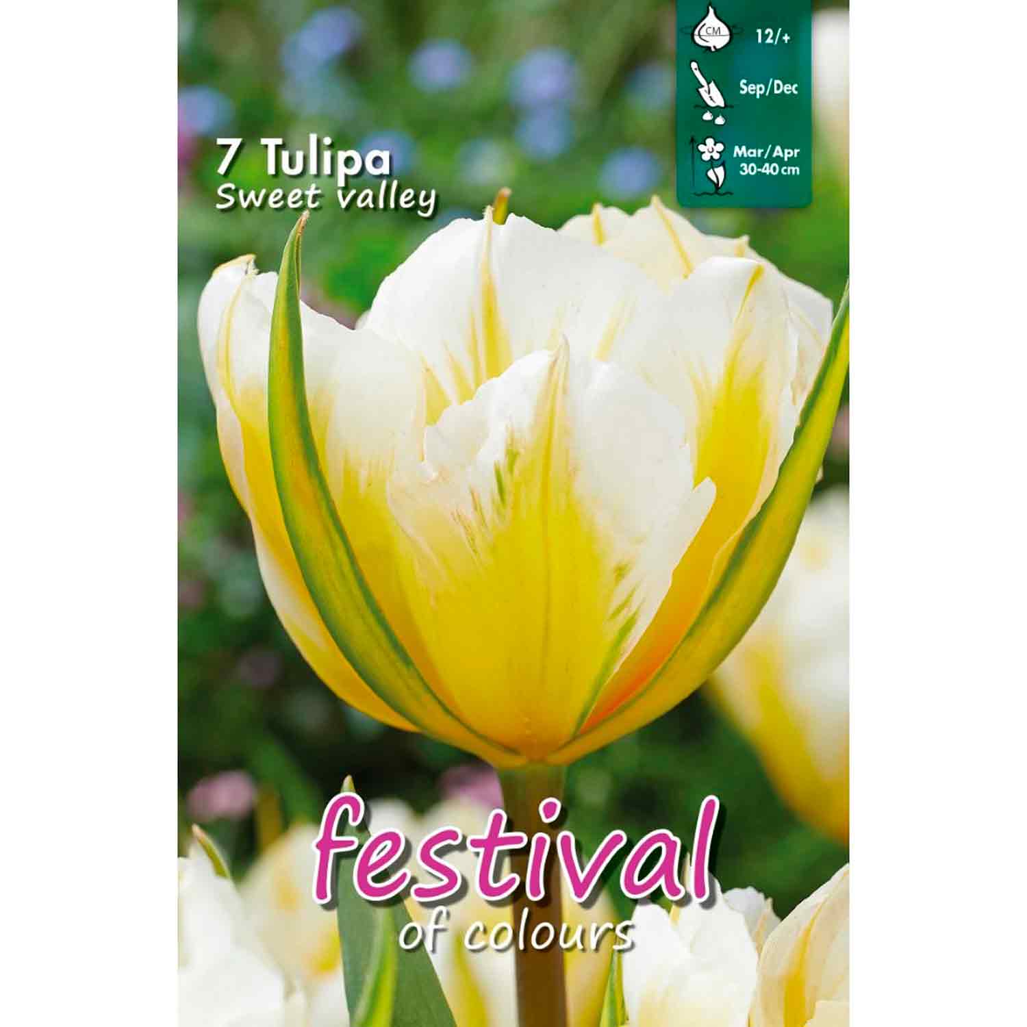 Tulipa Sweet Valley 12/+ 7stk