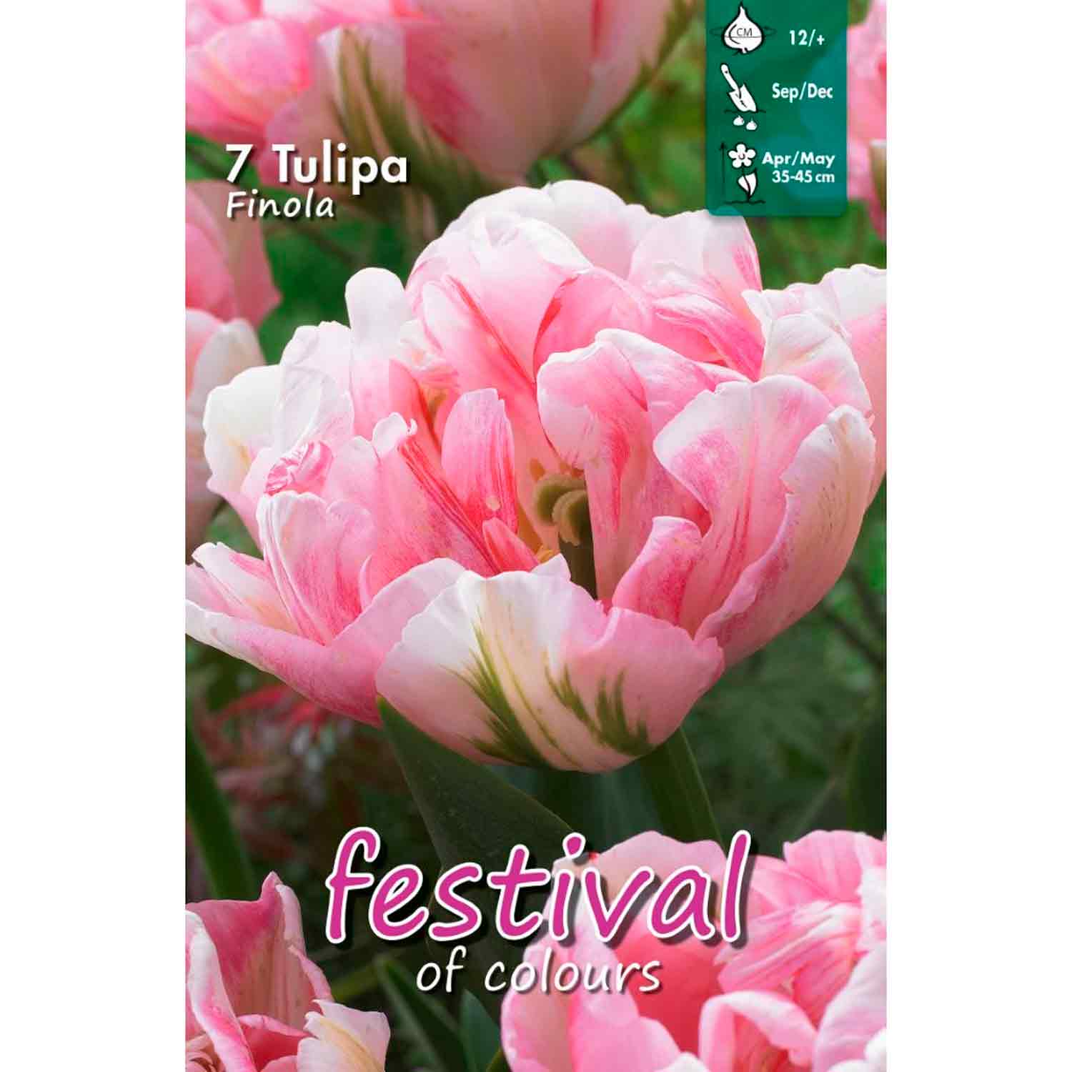 Tulipa Finola 12/+ 7stk