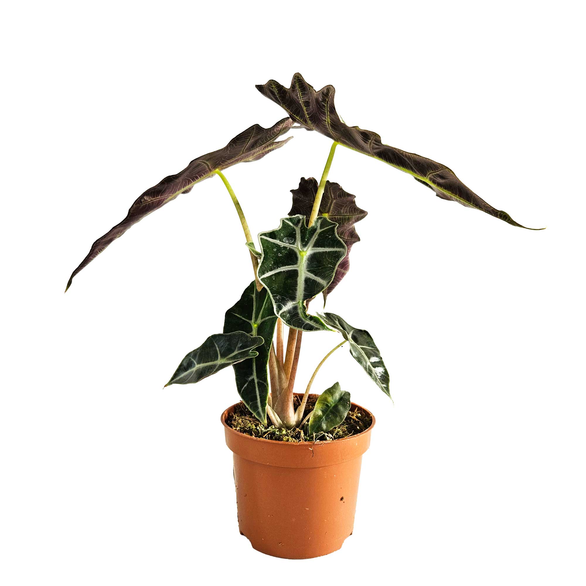 Alocasia 'Polly' 12cm