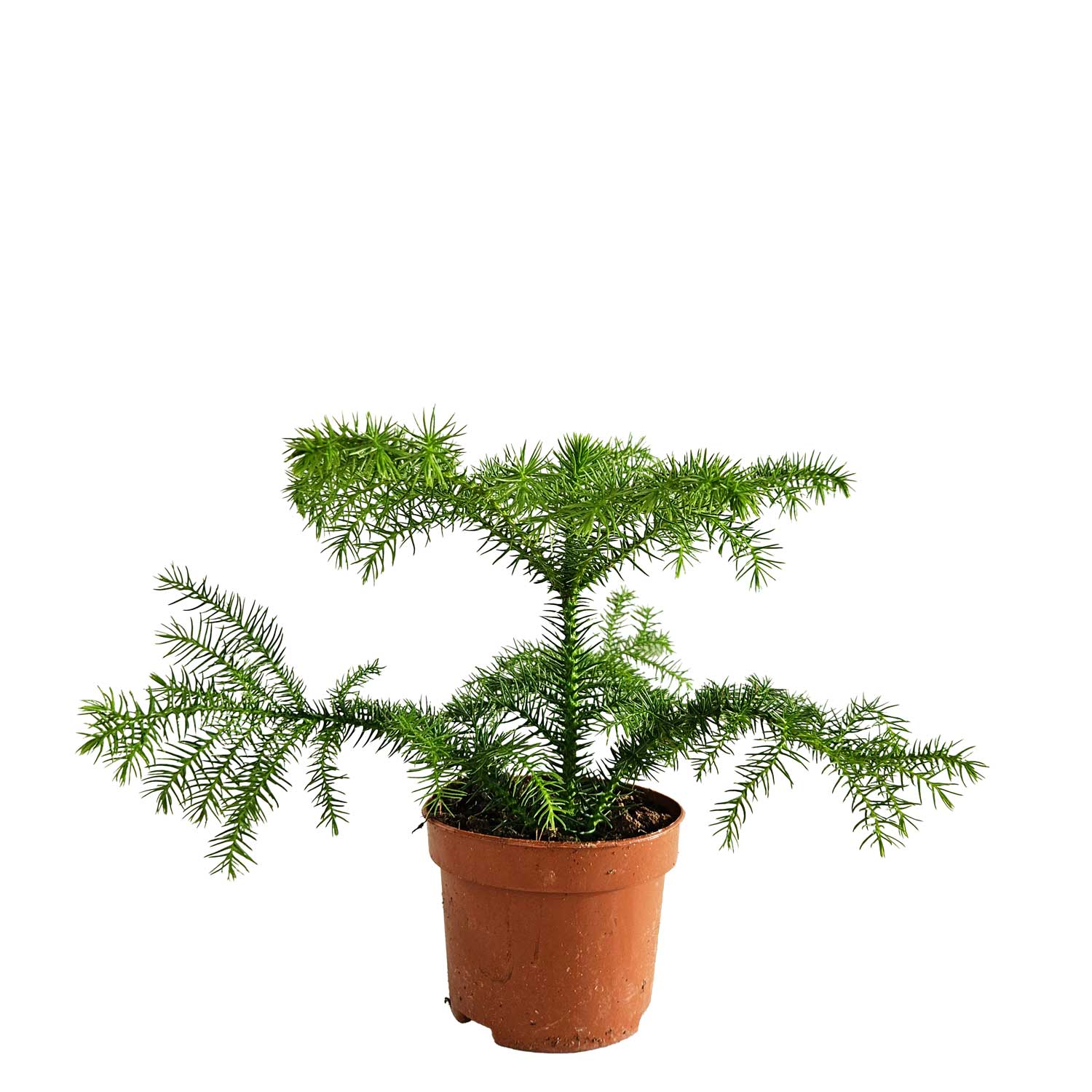 Araucaria heterophylla 10cm