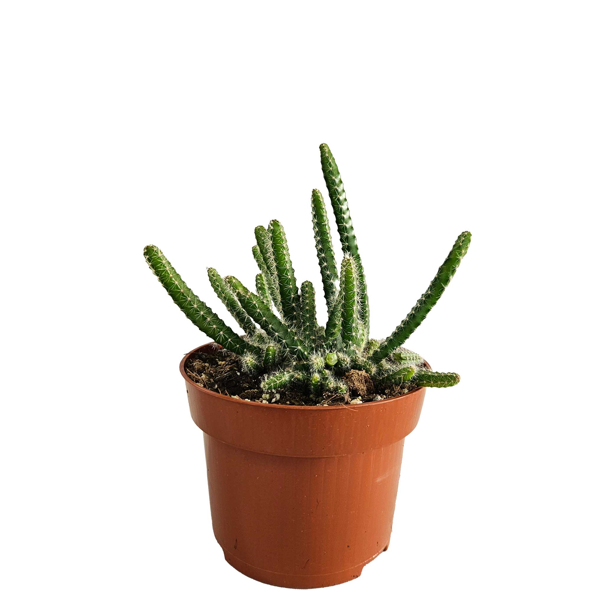 Selenicereus grandiflorus 13cm