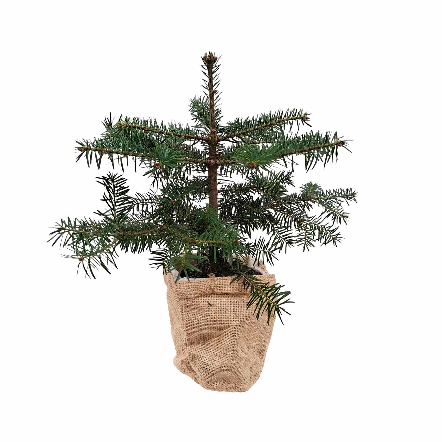 Abies nordmanniana med jute 14cm