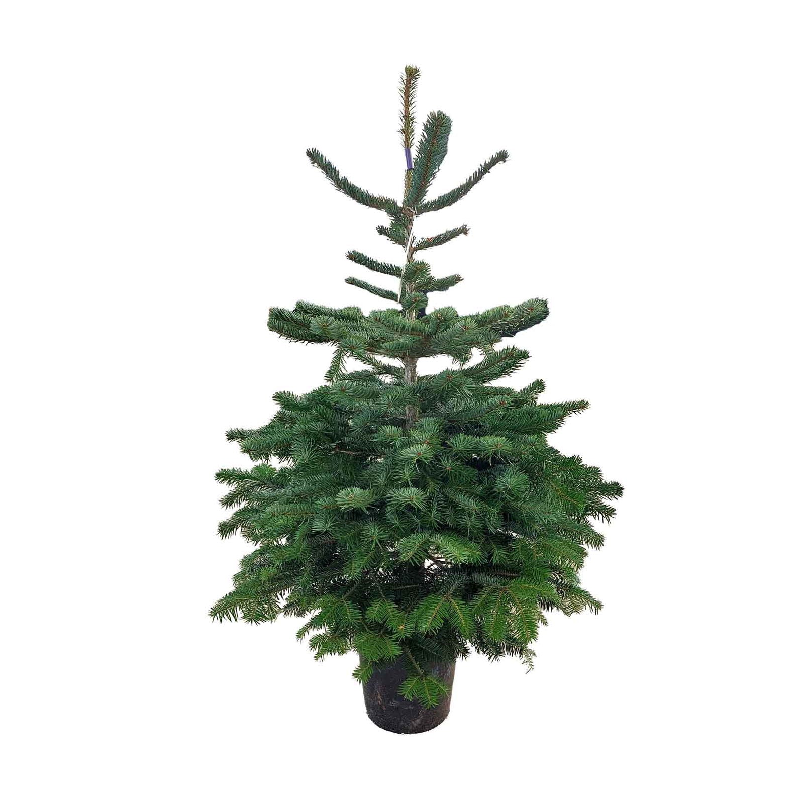 Abies Nordmanniana Nature A-mix 100/120