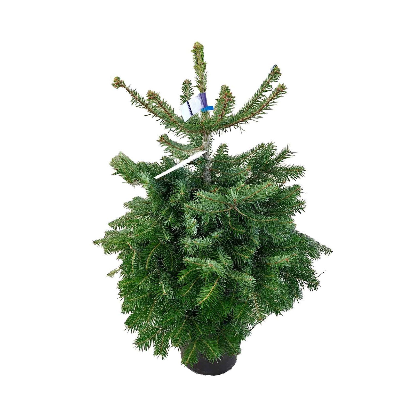 Abies Nordmanniana Nature A-mix 60/80