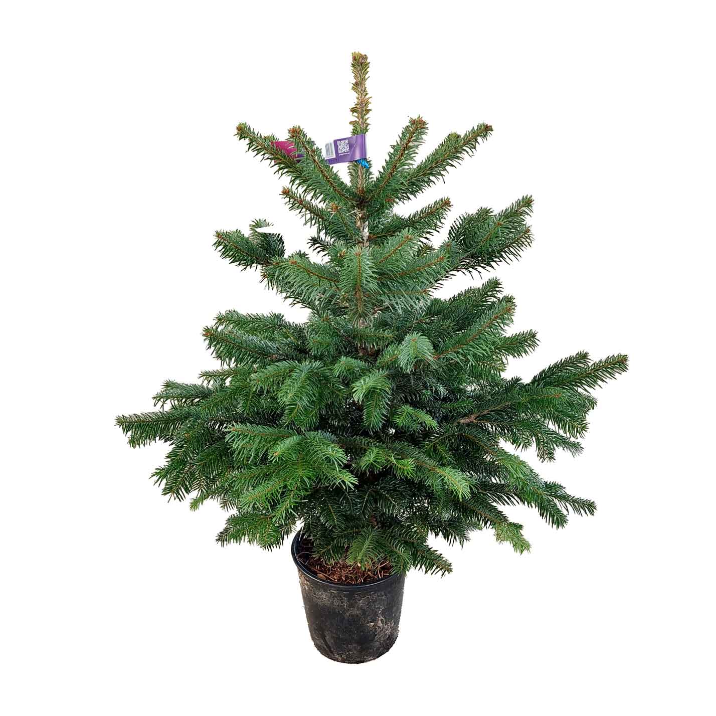 Abies Nordmanniana Nature A-mix 80/100