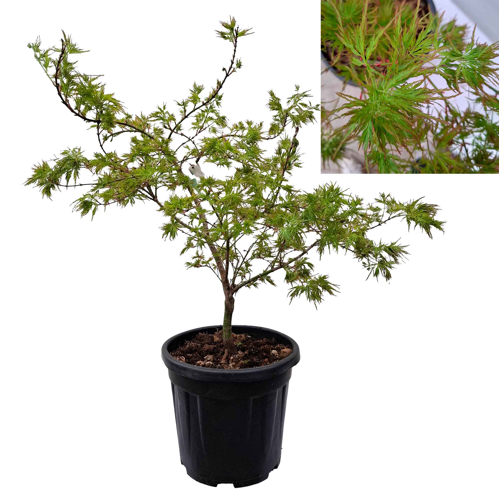 Acer dissectum 'Carlo' C15