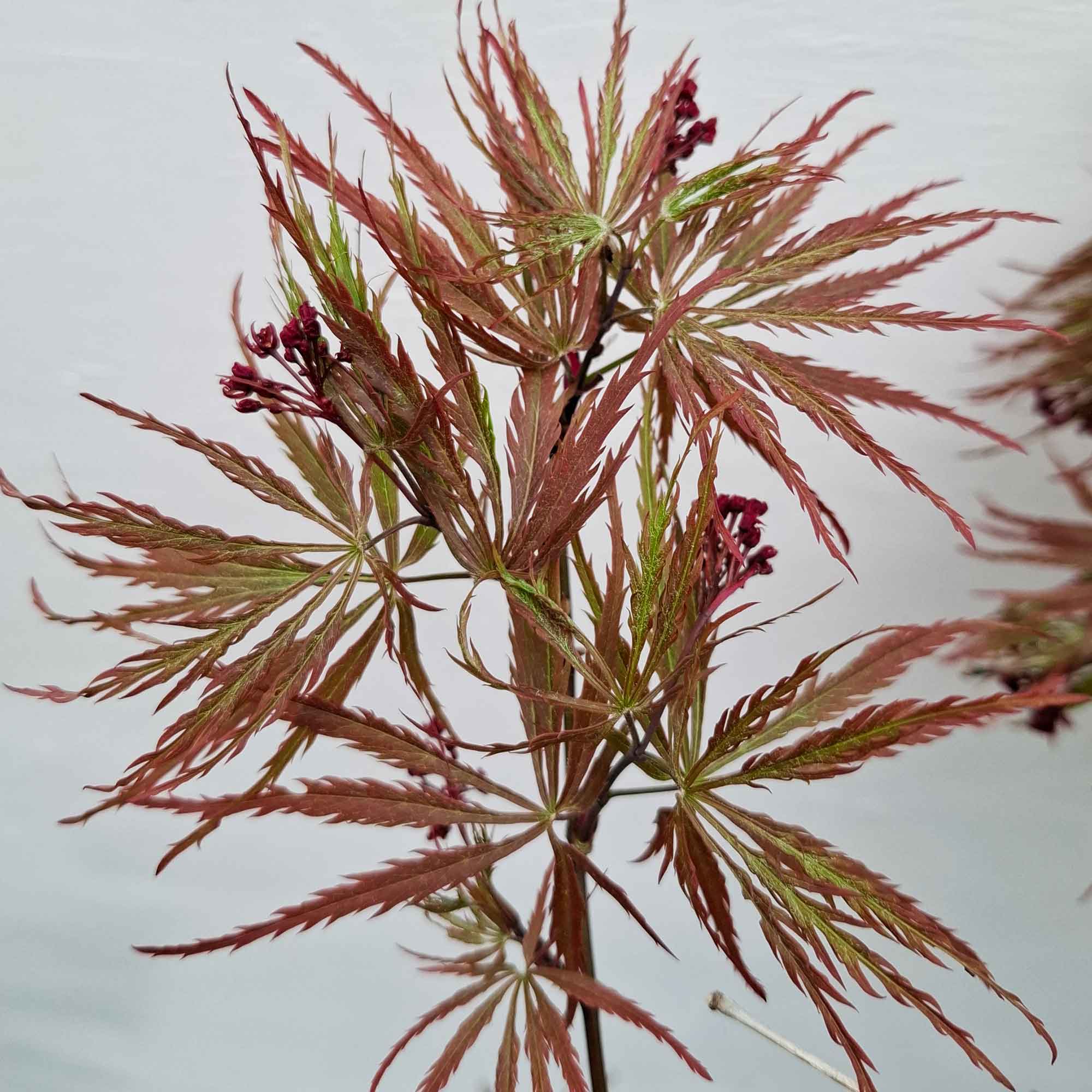 Acer dissectum 'Garnet' bassi C15