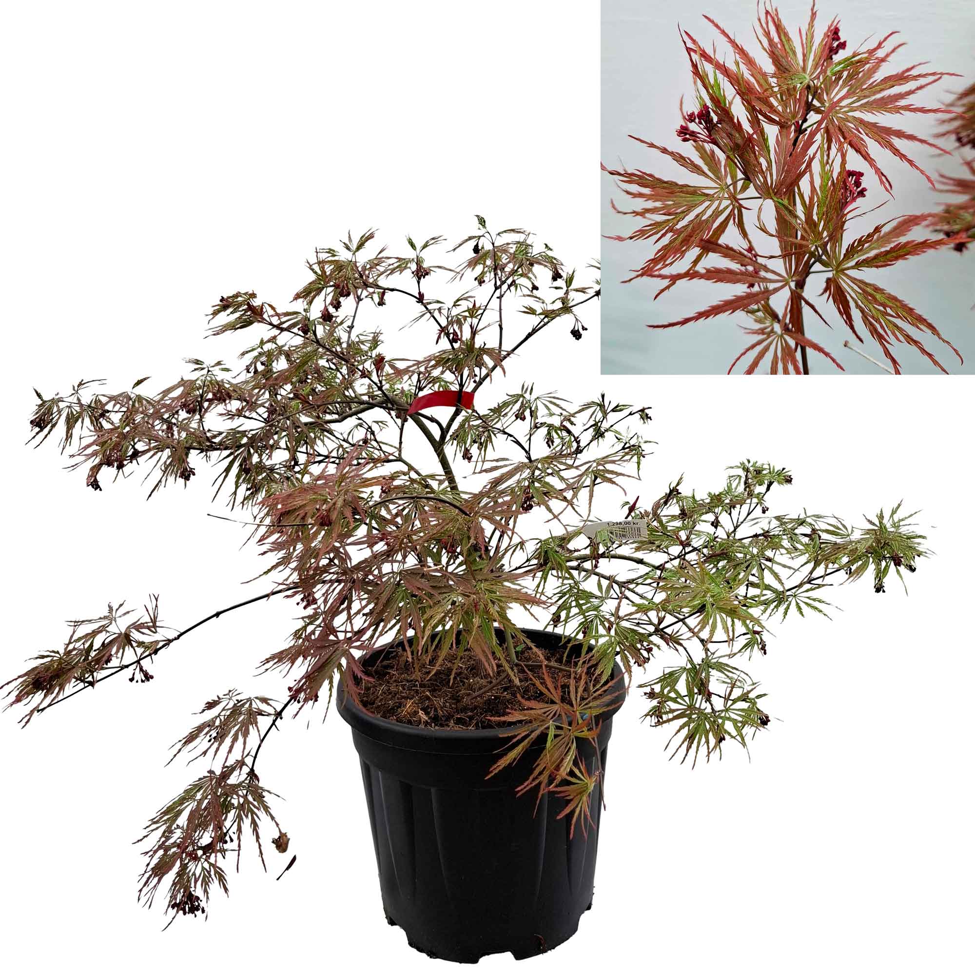 Acer dissectum 'Garnet' bassi C15