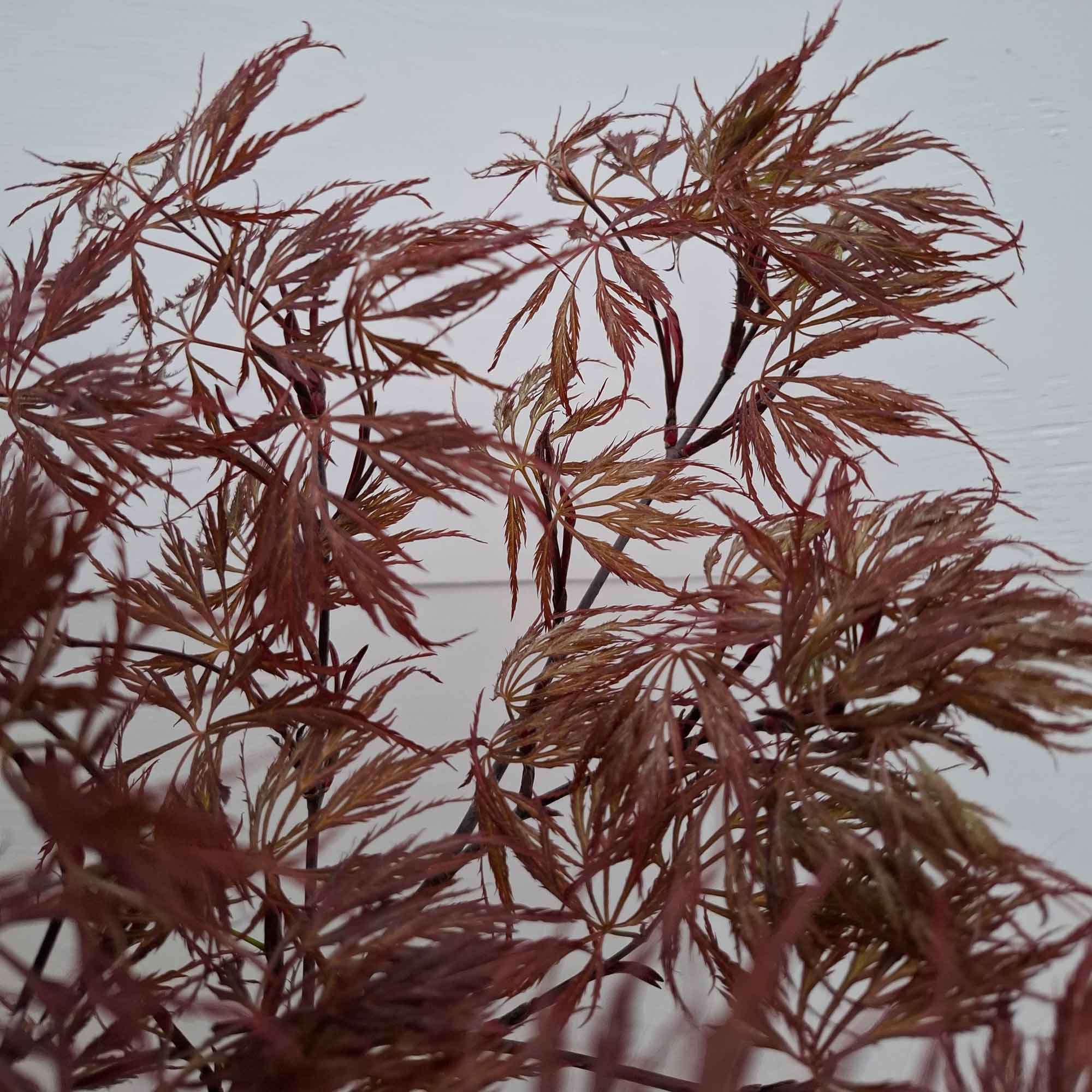 Acer dissectum 'Stella Rossa' 50cm stem. 10L