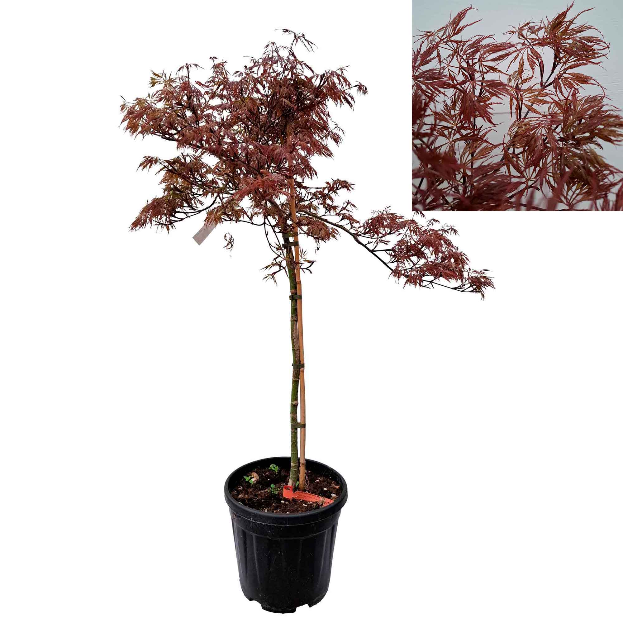 Acer dissectum 'Stella Rossa' 50cm stem. 10L