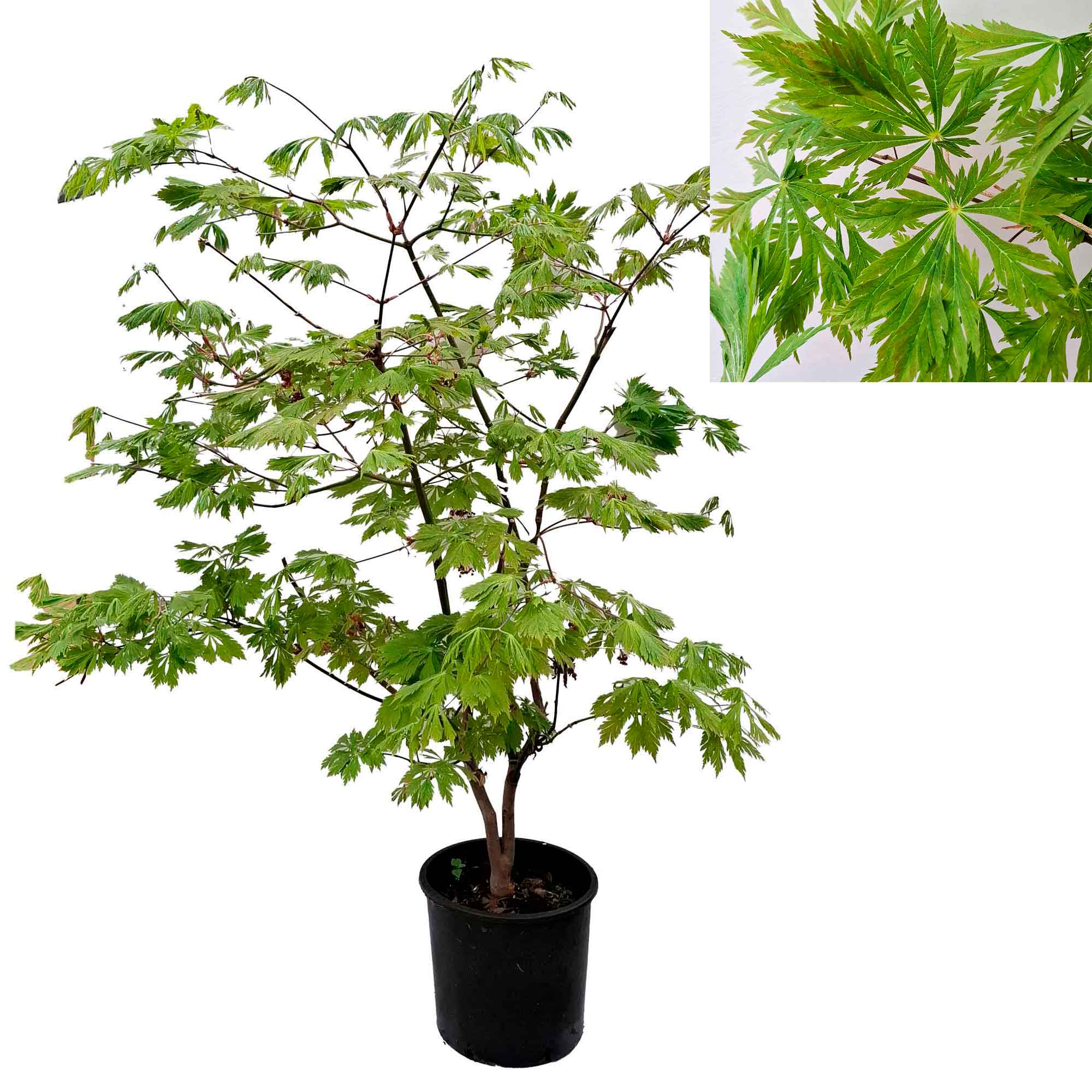 Acer japonicum aconitifolium clt 15