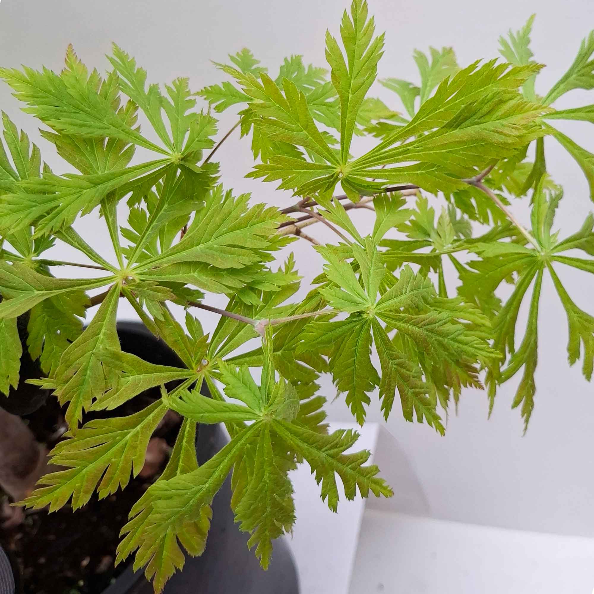 Acer japonicum aconitifolium clt 15