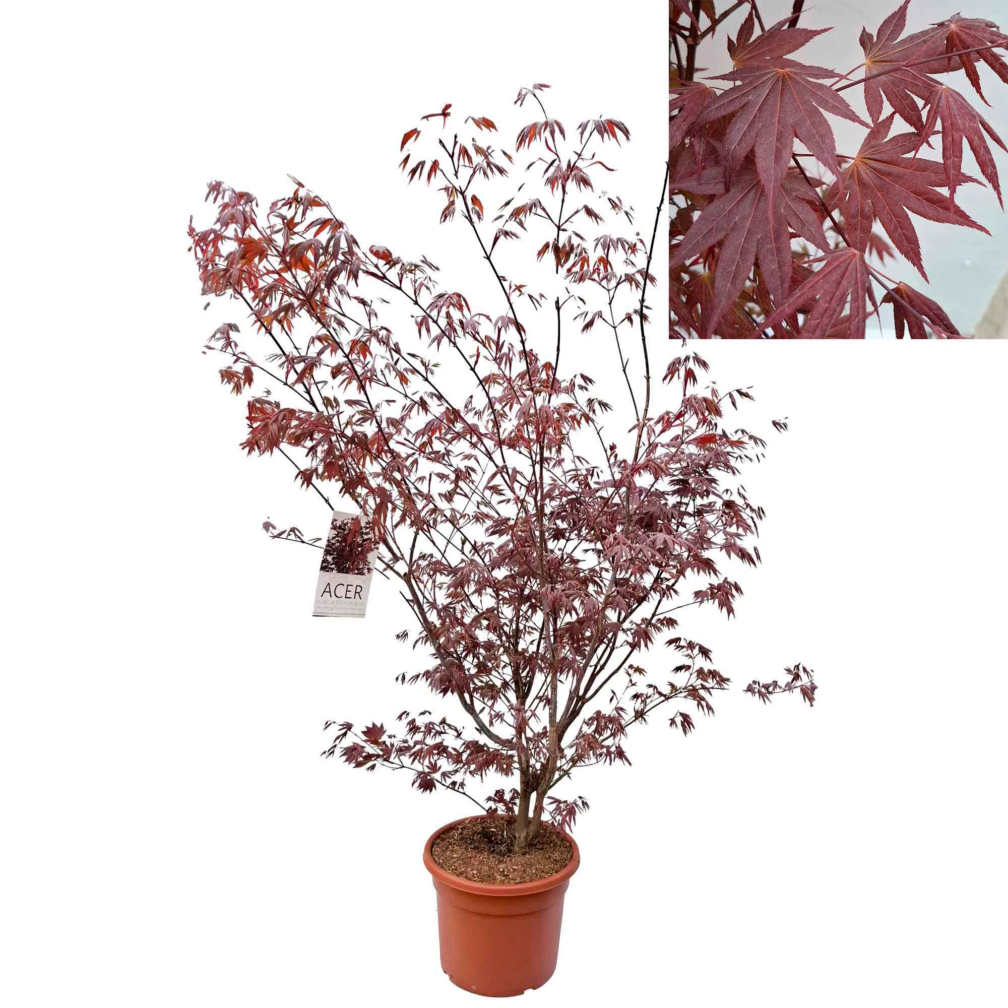 Acer pal. 'Atropurpureum' 100-125 cm 15L