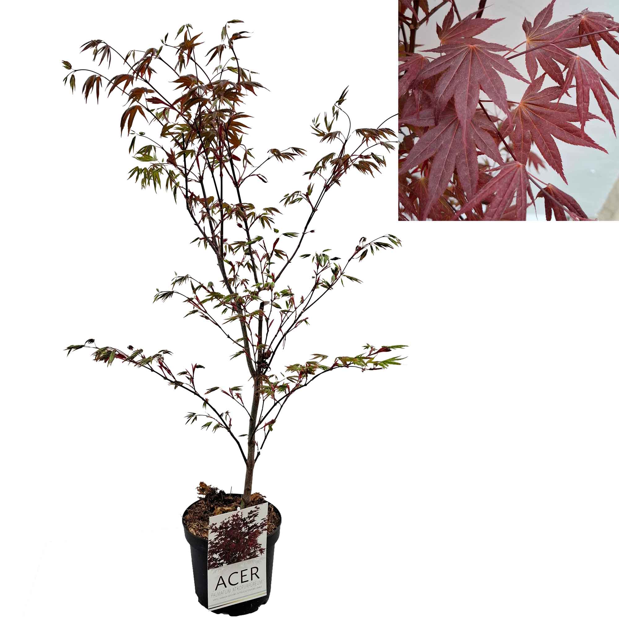 Acer pal. 'Atropurpureum' 50-60 cm. 4L