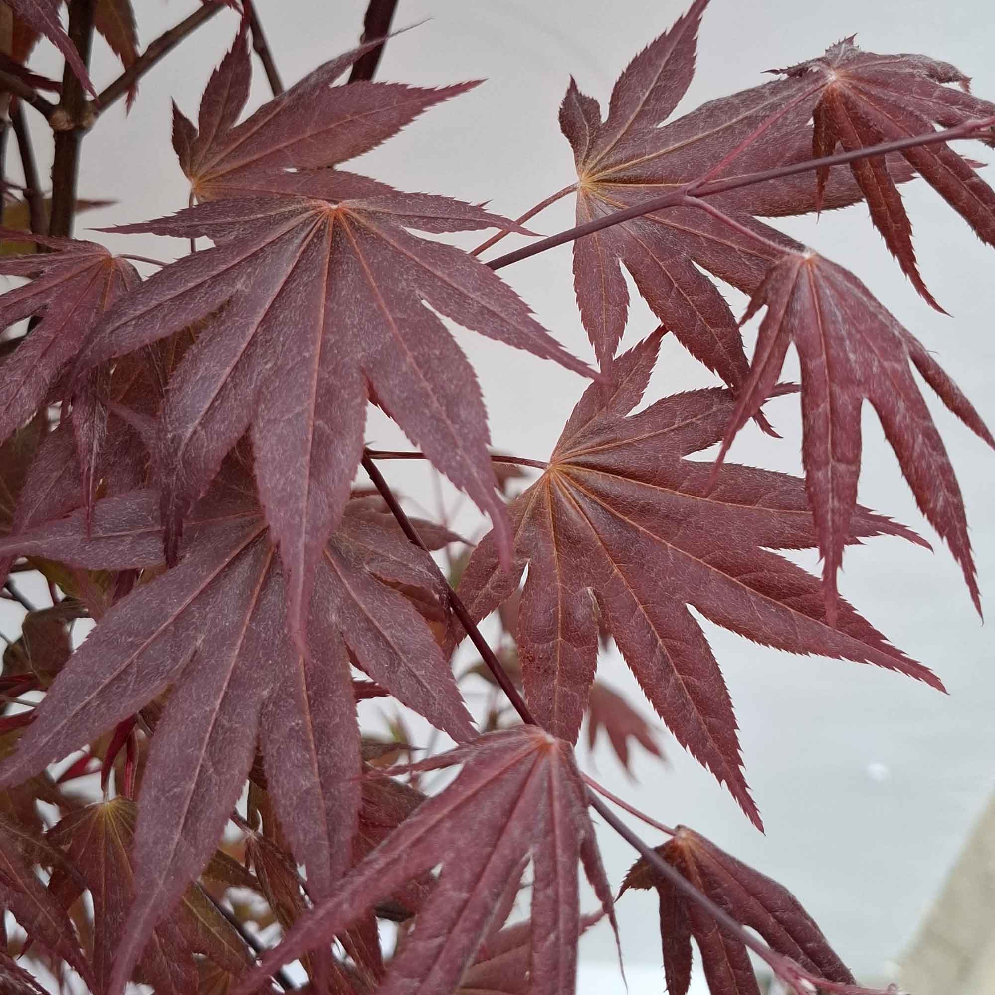 Acer pal. 'Atropurpureum' 50-60 cm. 4L