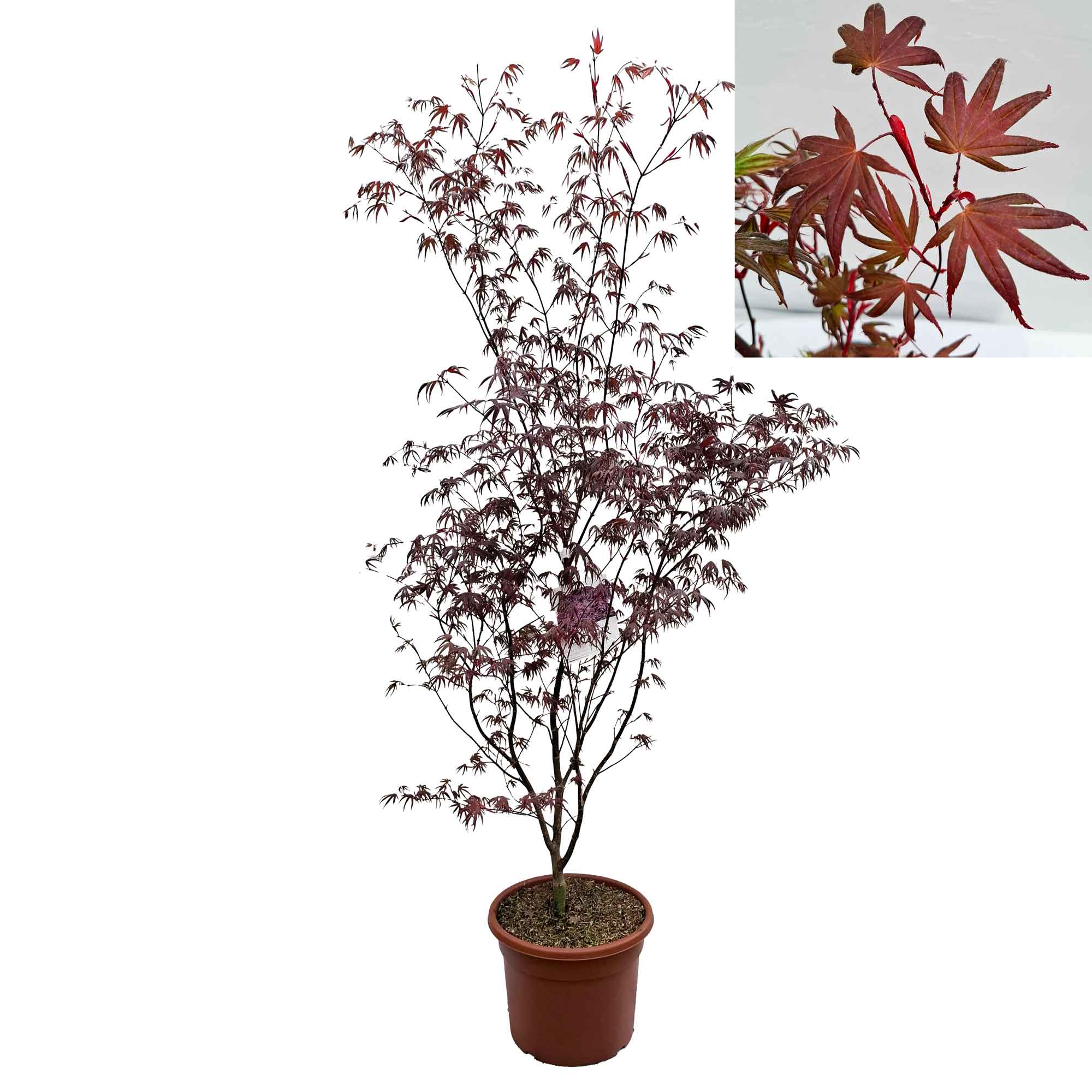 Acer pal. 'Bloodgood' 100/+ 15L