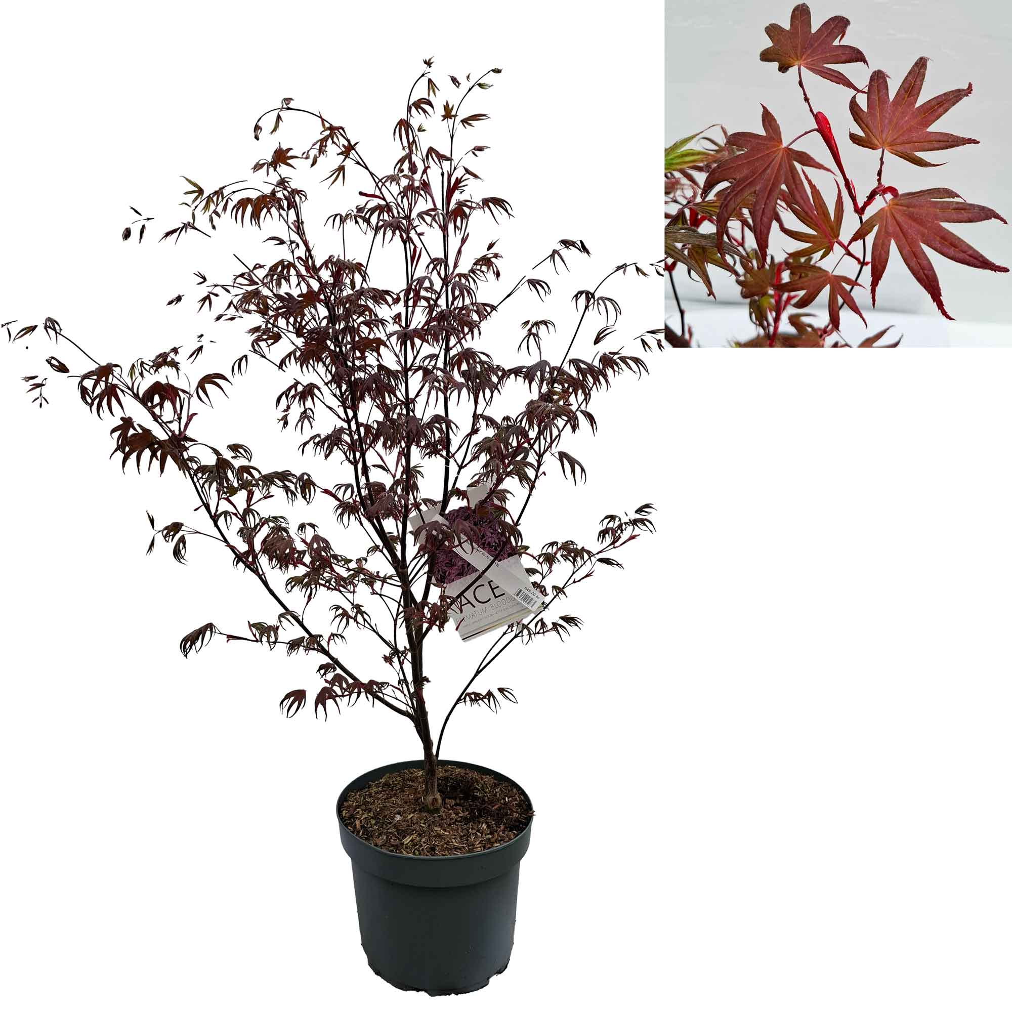 Acer pal. 'Bloodgood' 60-70 cm 10L