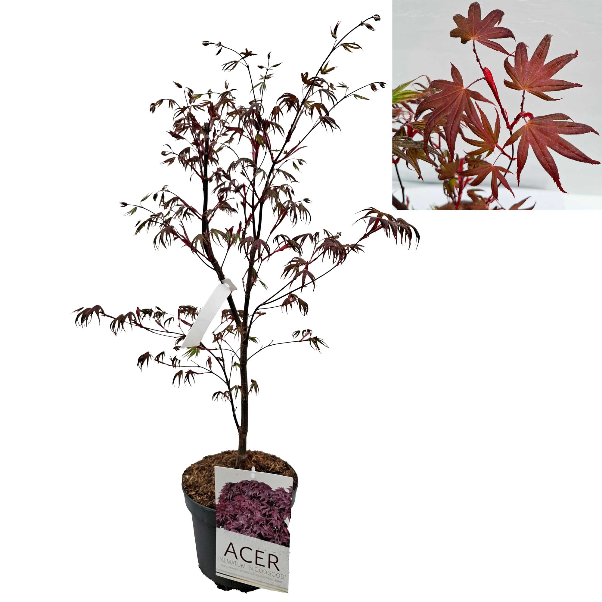Acer pal. 'Bloodgood' 50-60 cm. 4L