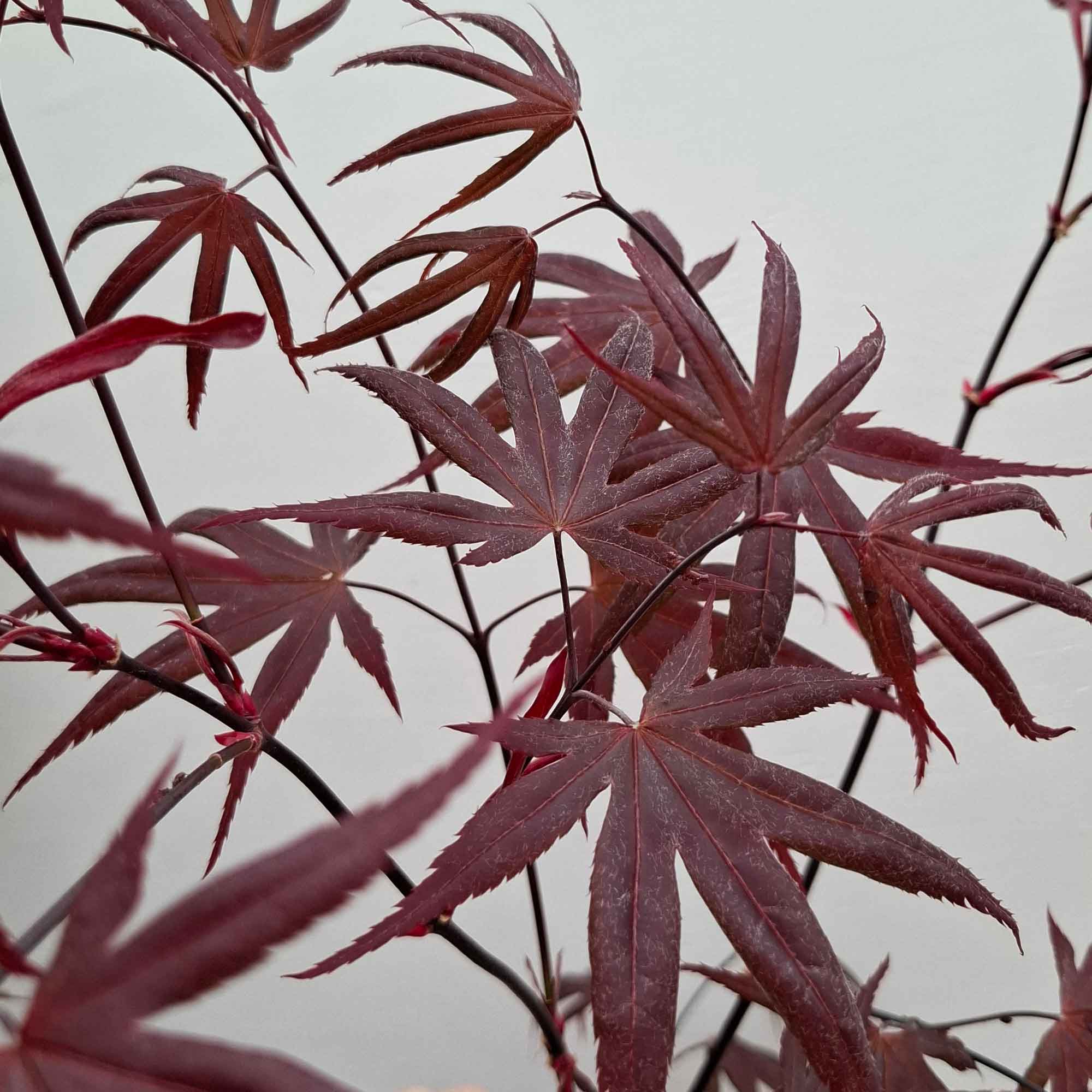 Acer pal. 'Bloodgood' 60-70 cm 10L