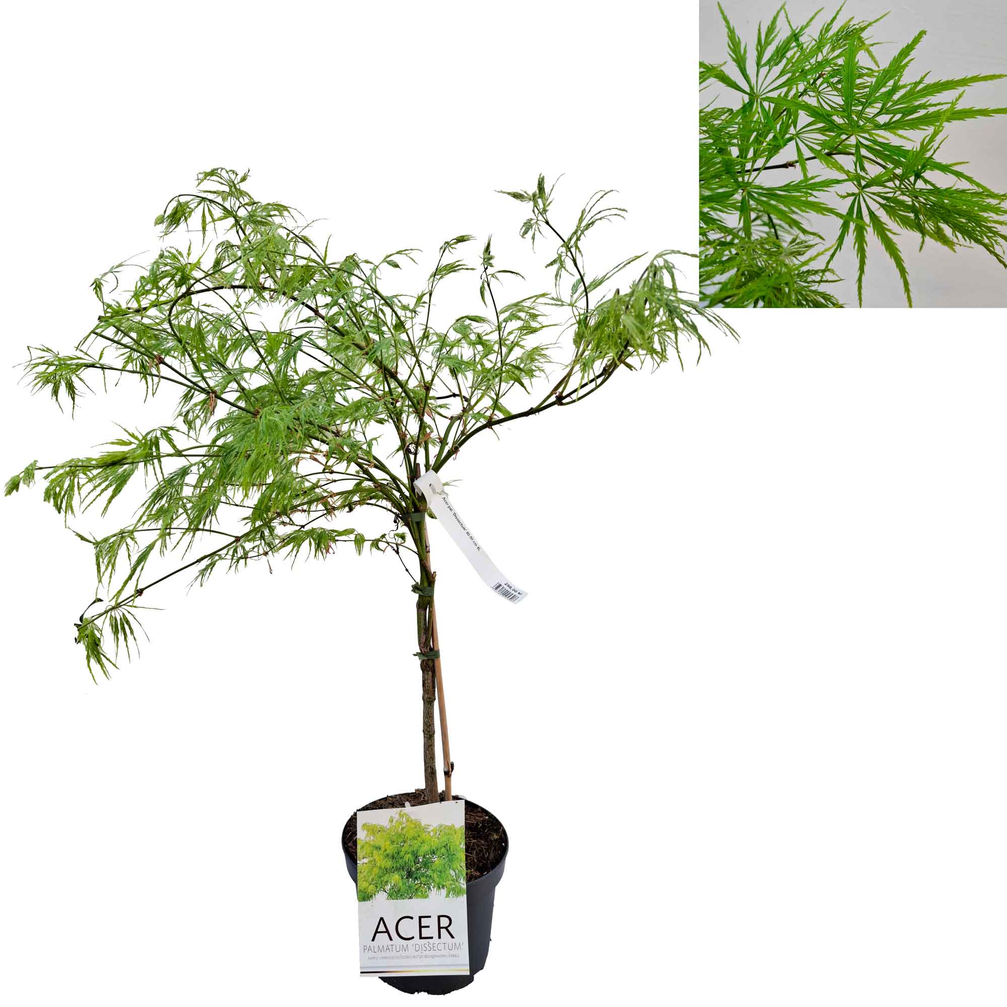 Acer kompis. 'Dissectum' 40-50 cm 4L