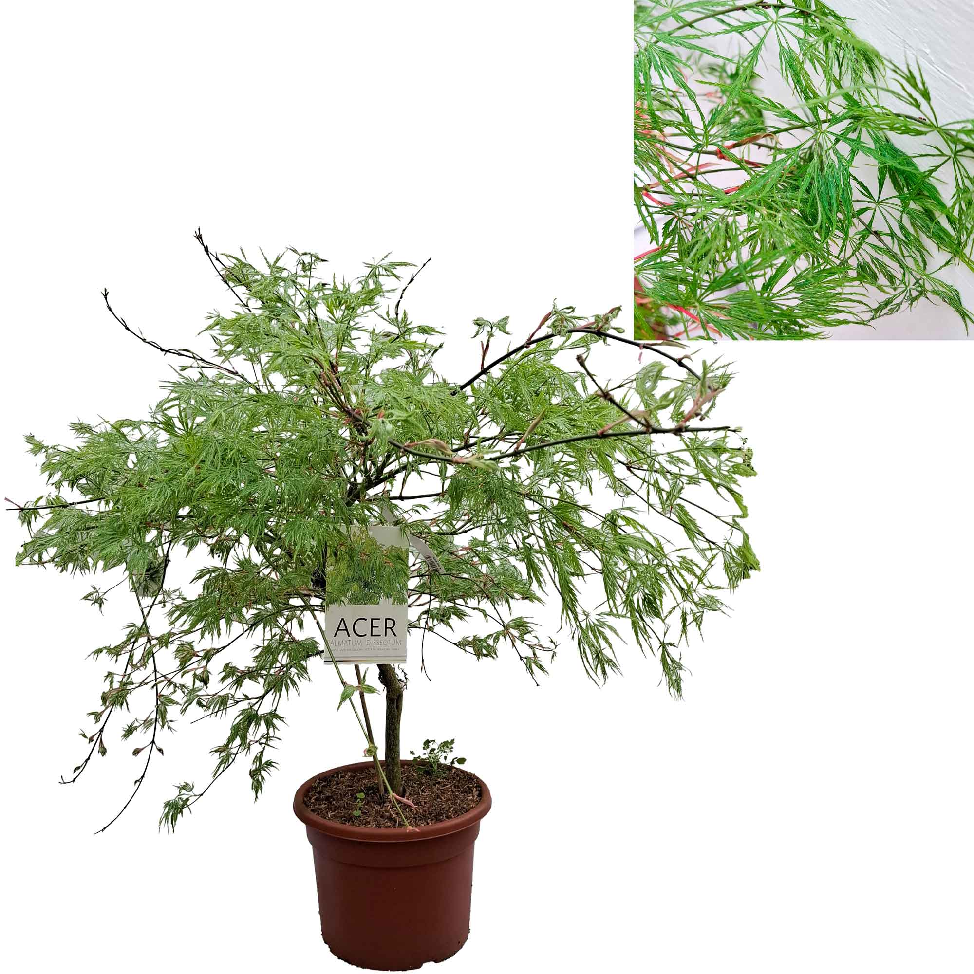 Acer pal. 'Dissectum' 60-80 cm 15L