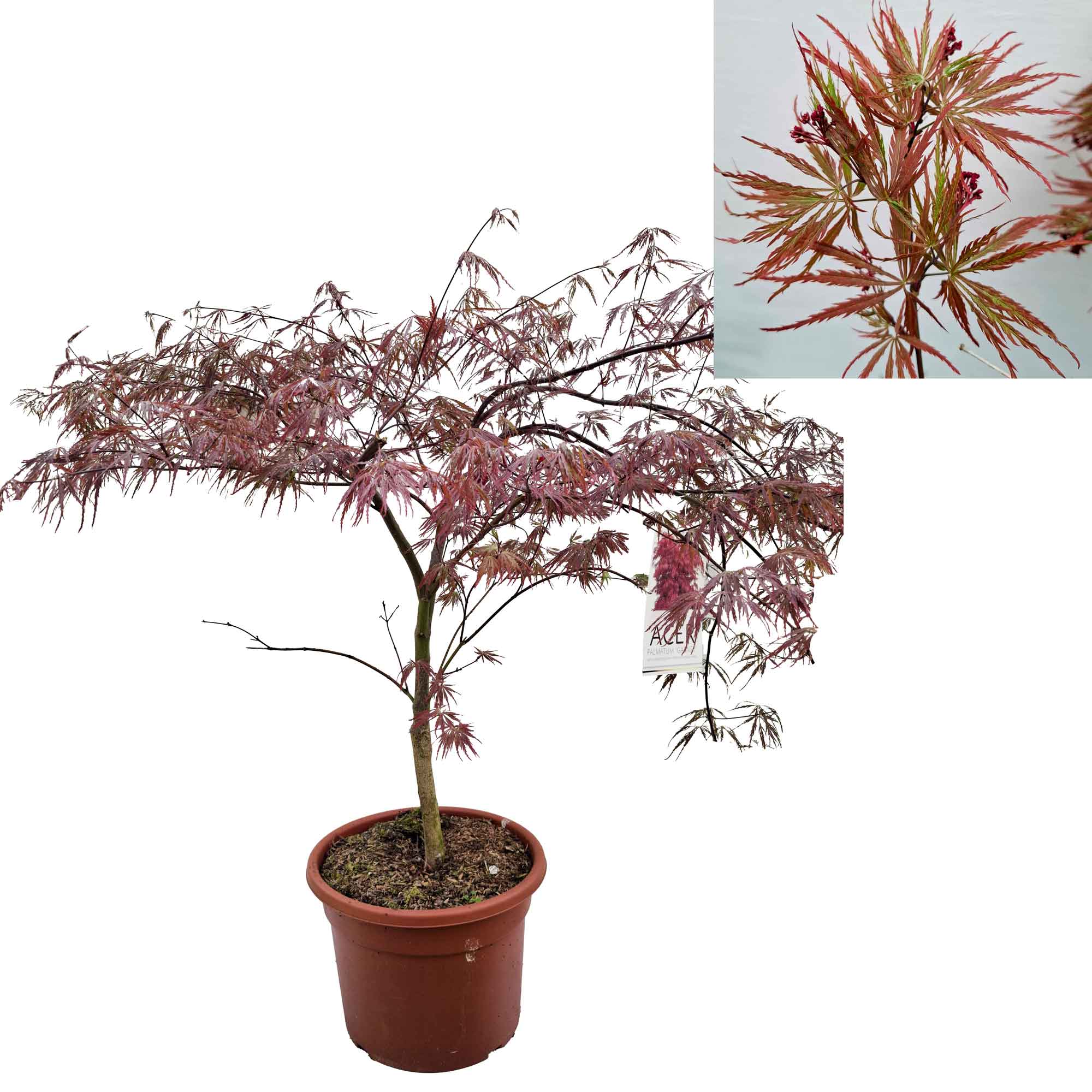 Acer pal. 'Garnet' 60-80 cm 15L