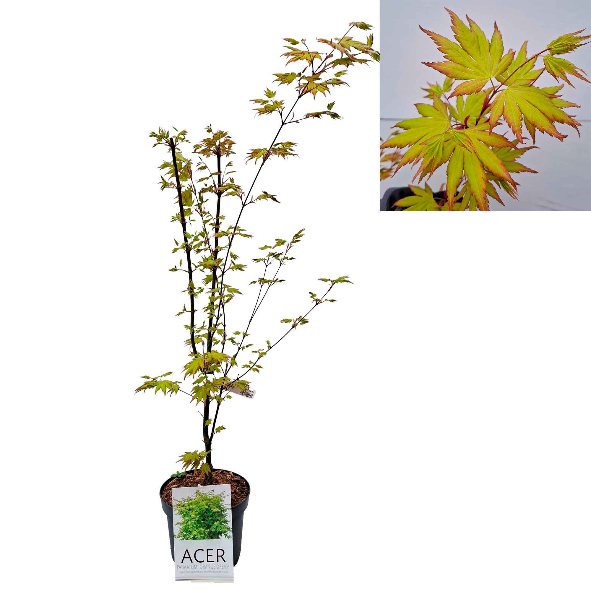 Acer pal. 'Orange Dream' 50-60 cm. 4L